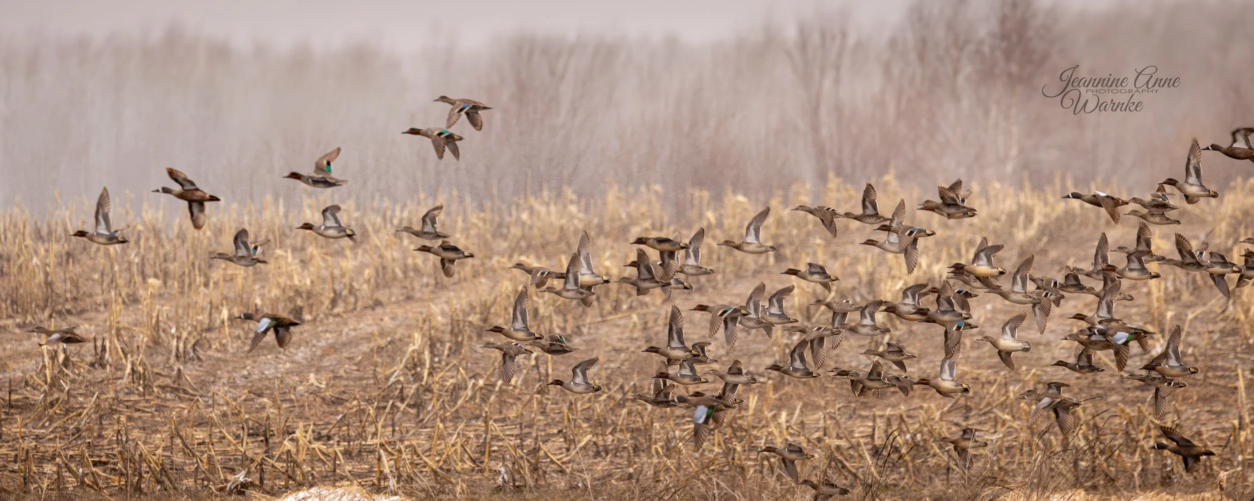 Teal Migration