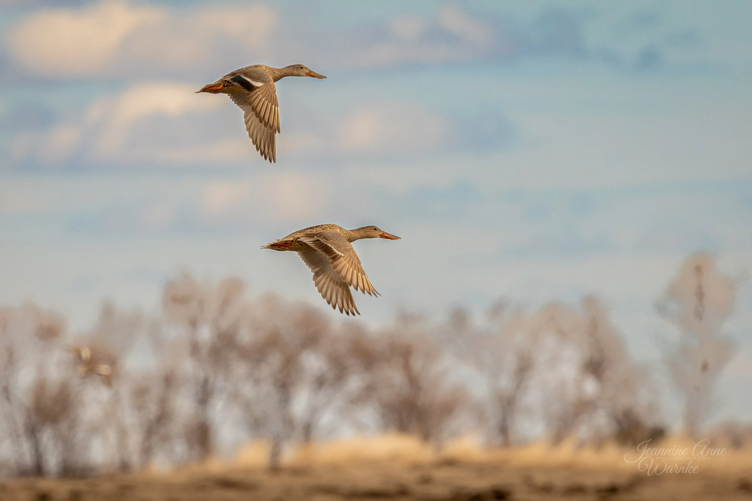Hen Northern Shovelers in Flight