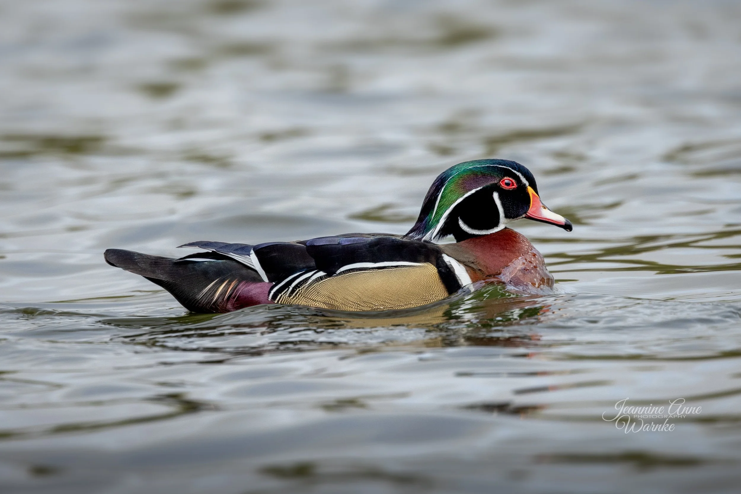 Drake Wood Duck - "Stylish"