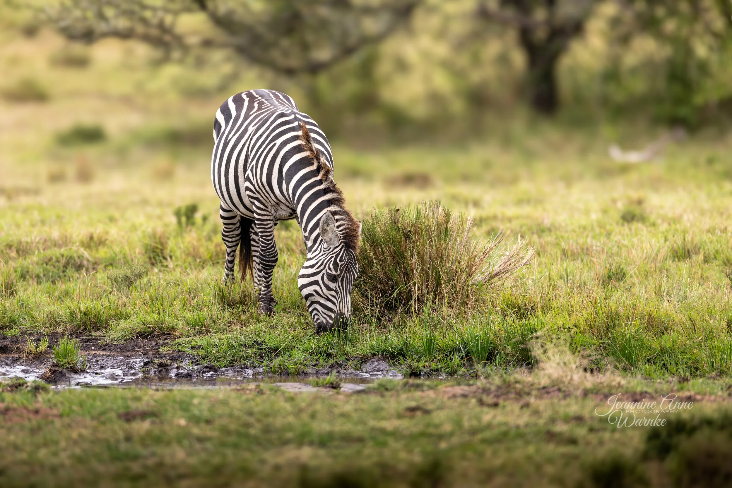 "Grazing in The Maasai Mara"
