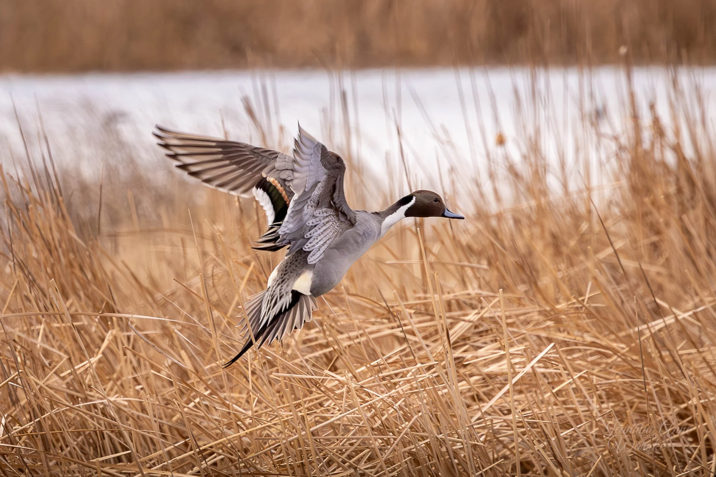 Drake Pintail - Through the Marsh