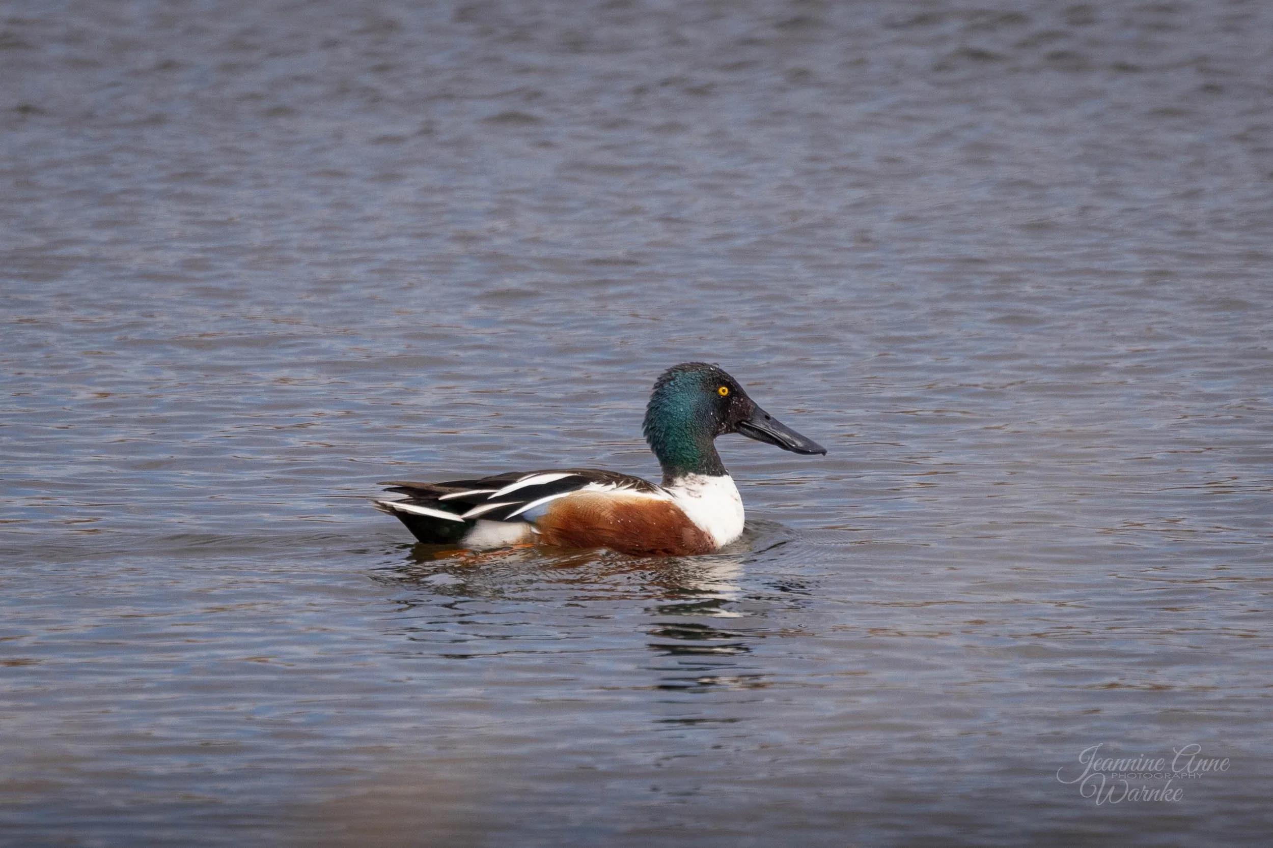 Northern Shoveler ND