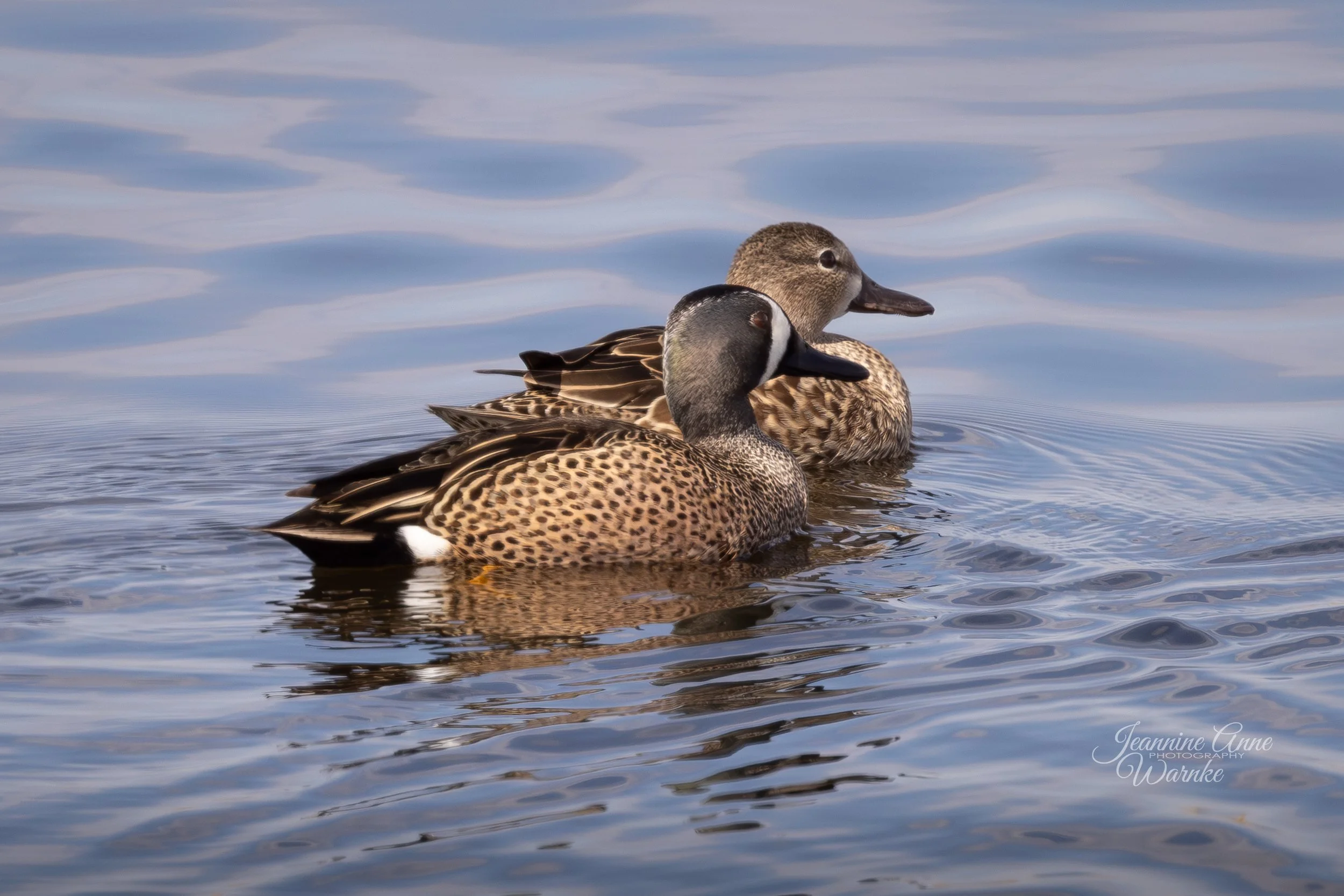 Drake and Hen Teal