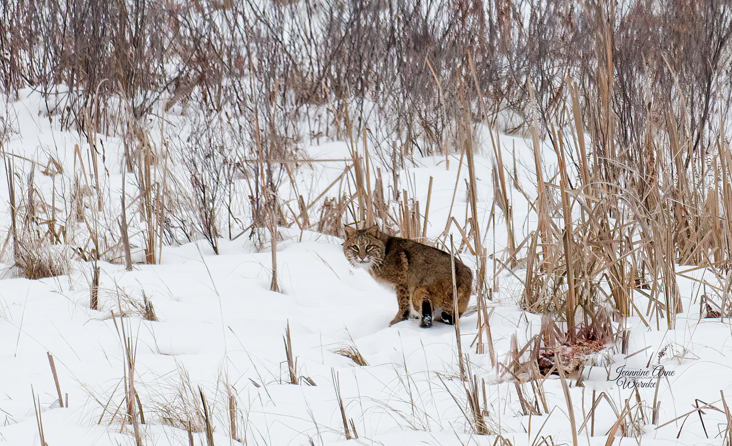 "Bobcat slinking away"