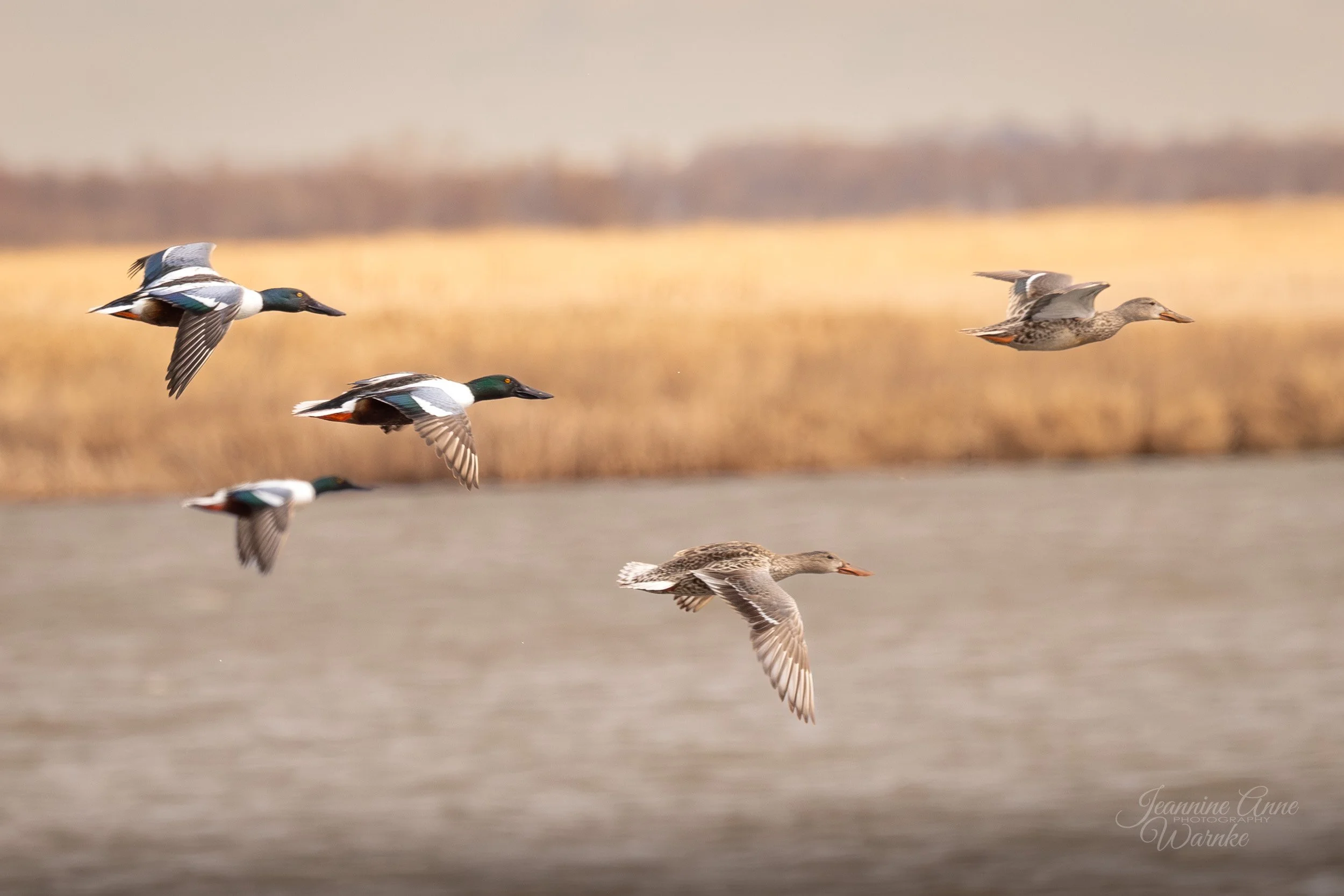 Northern Shovelers ND