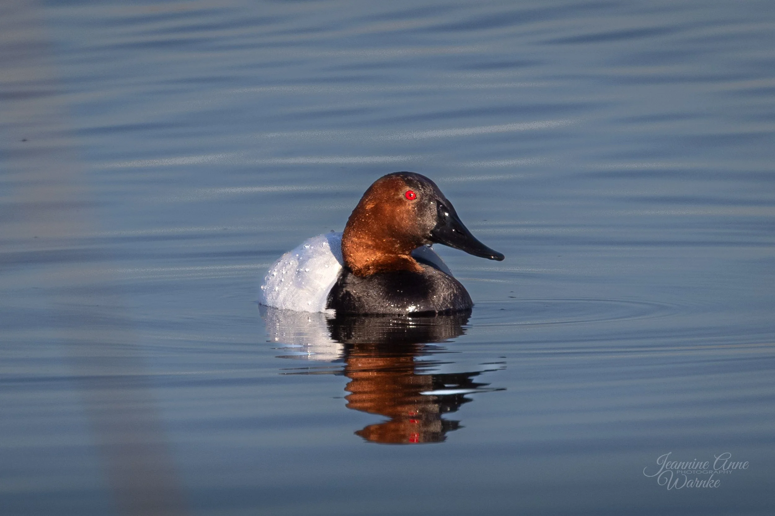 Solitude - Canvasback