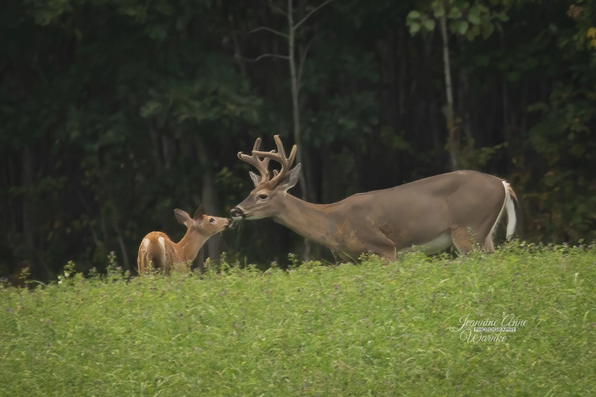 Buck and Fawn