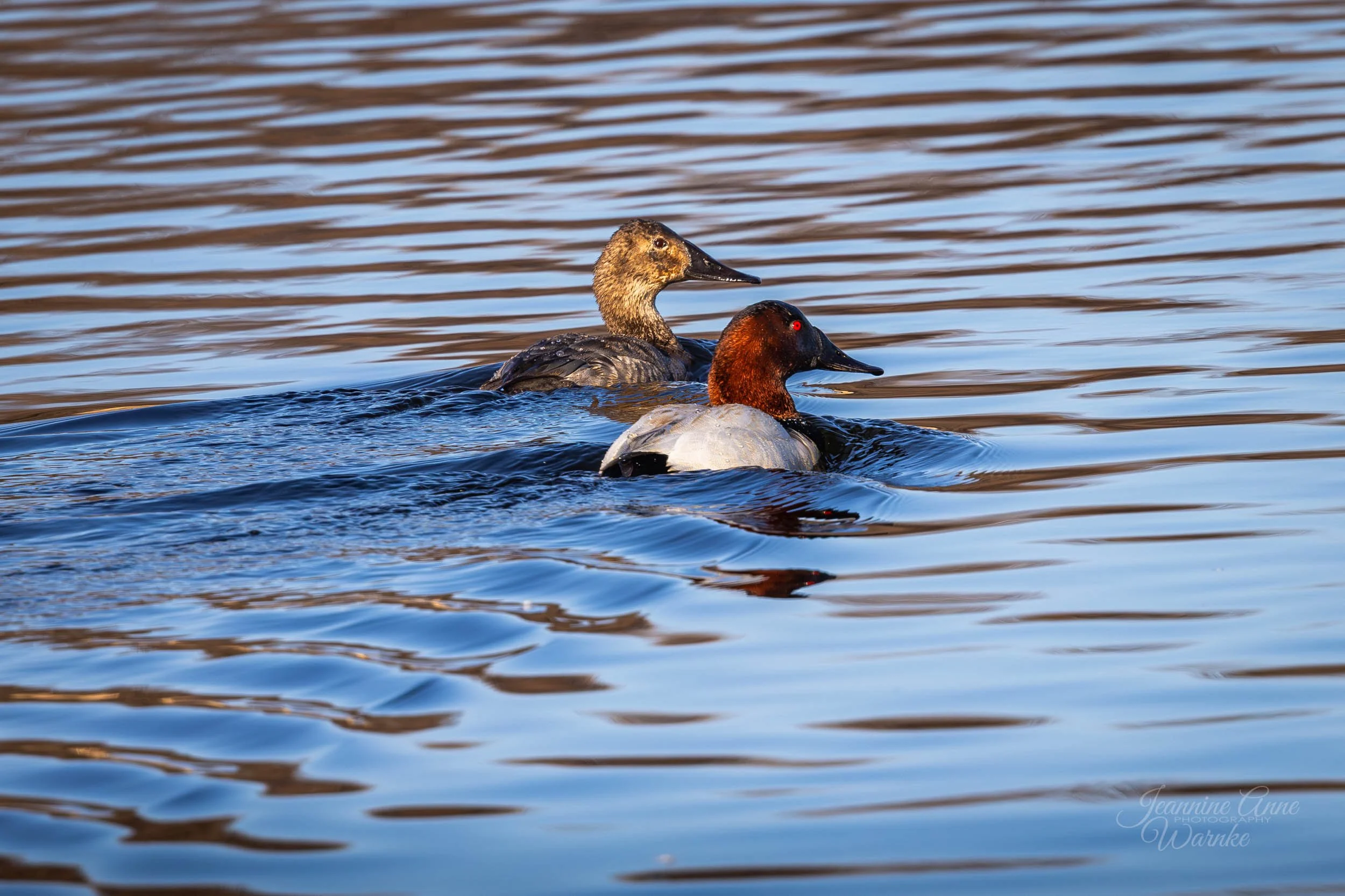 Canvasback Courtship