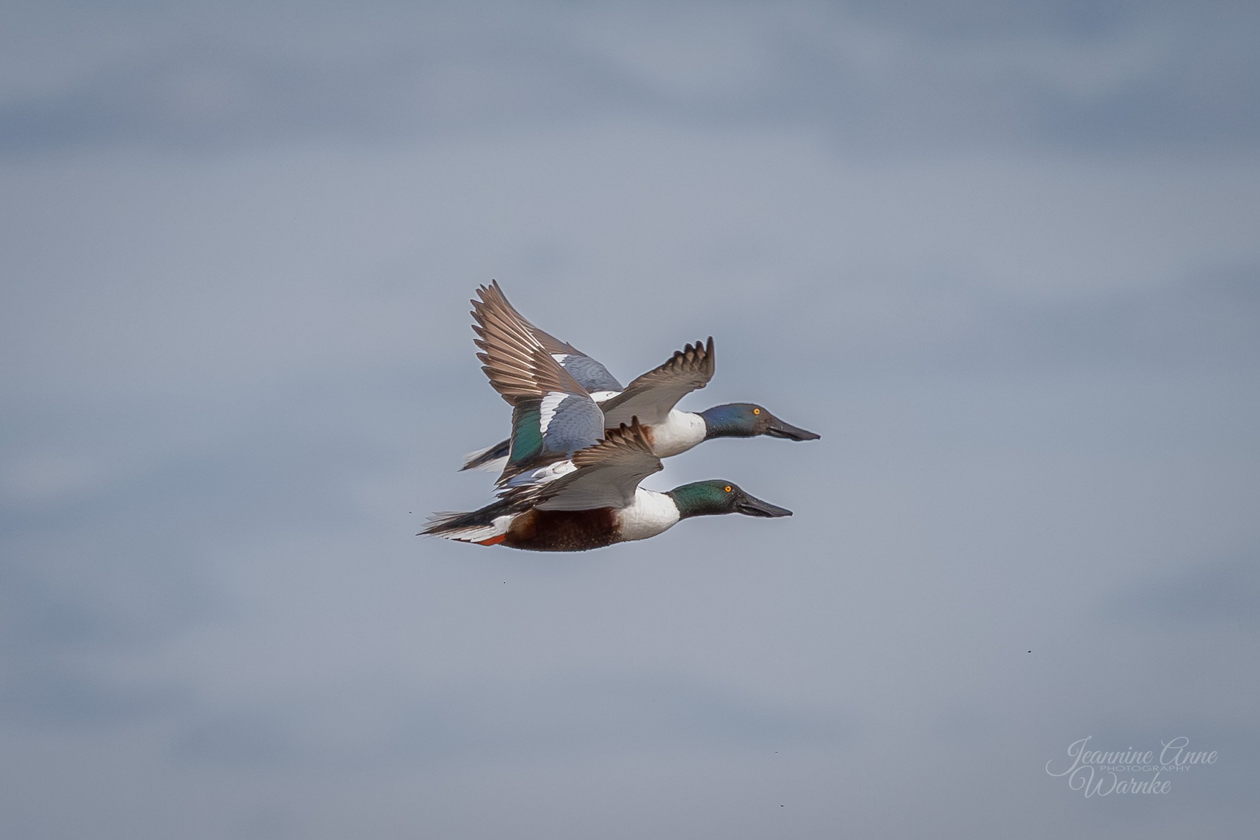 Drake Northern Shovelers in Flight
