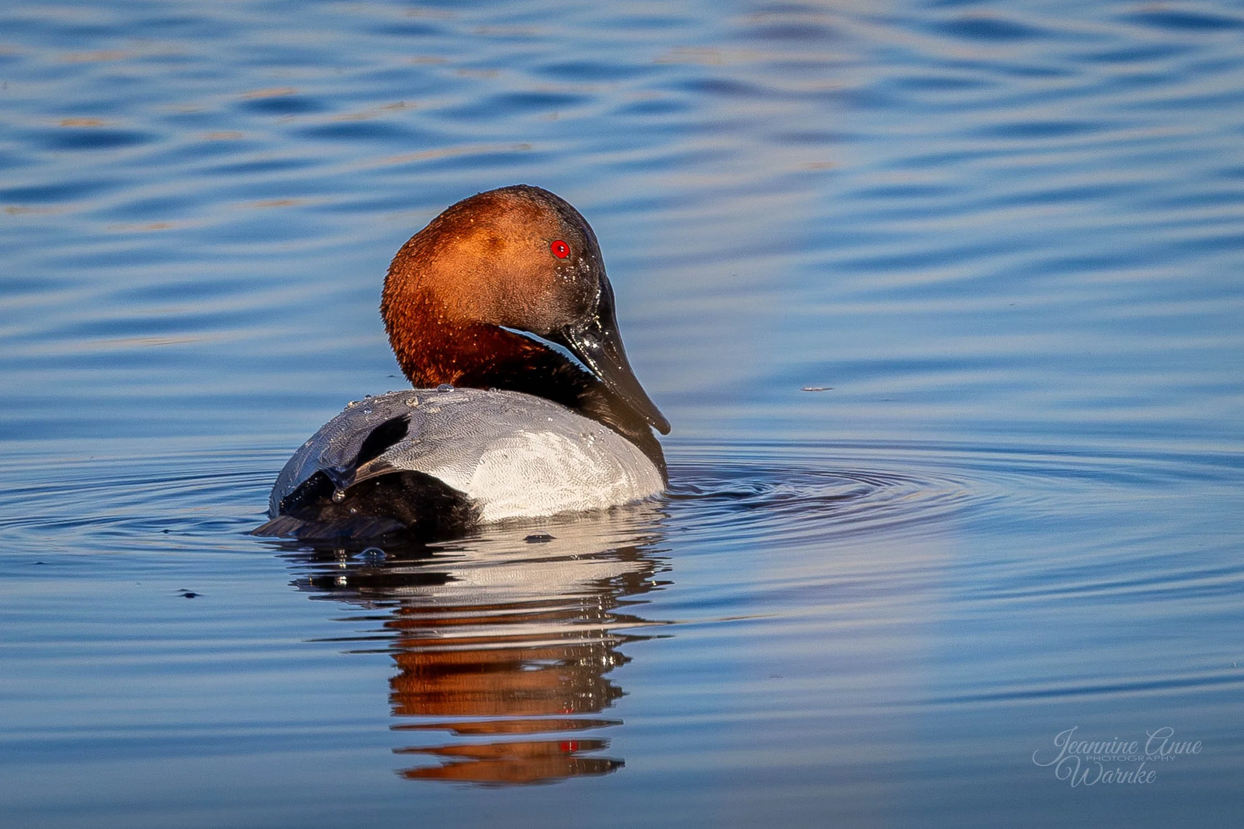 Portrait of a Canvasback