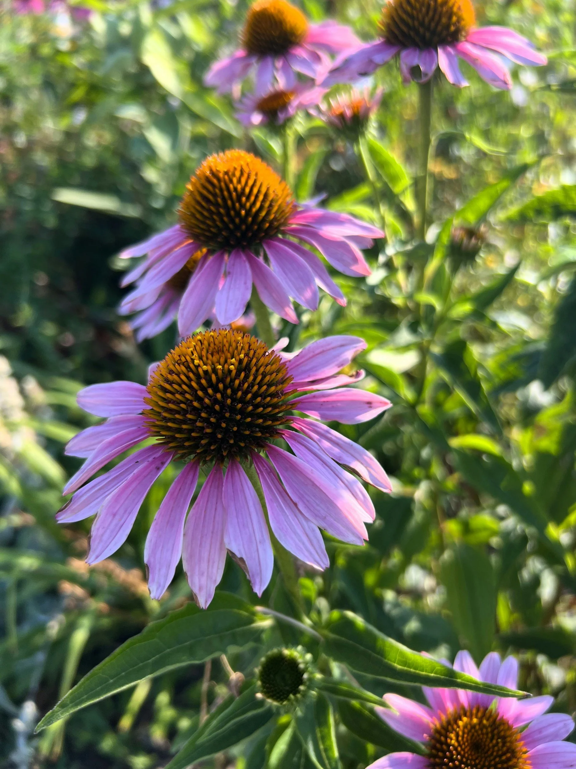 Native Plants Learning Session