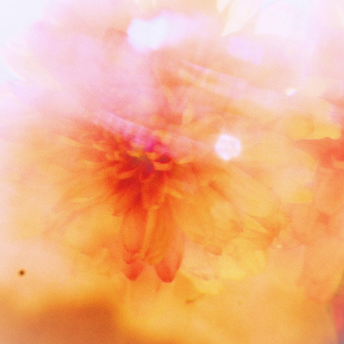     allie &bull;  Flutter       Additional Production     more ➥   