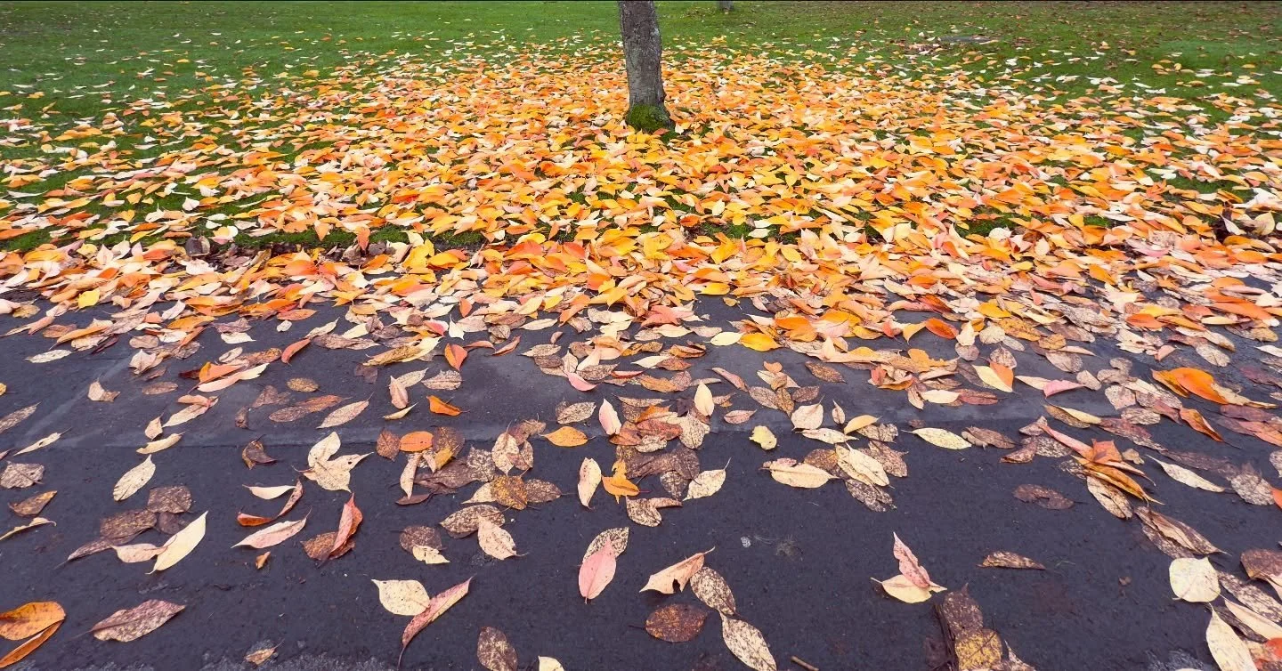 #cannonhillpark #birmingham