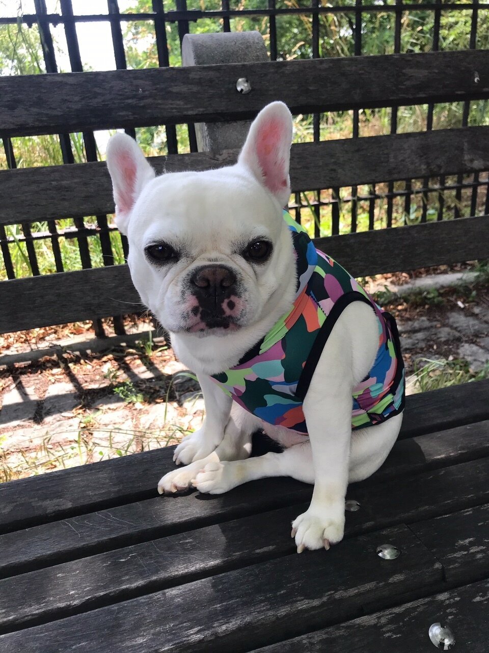 pawsitive hoody 1.jpeg