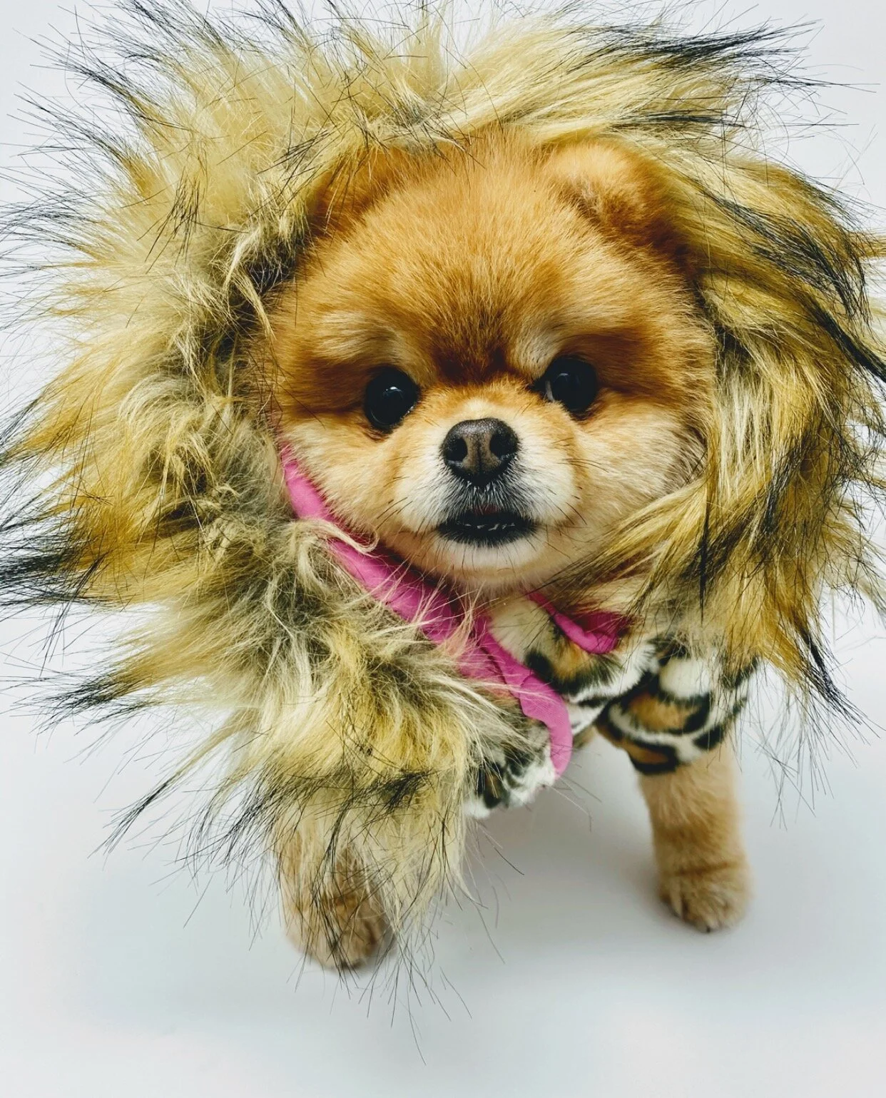 @LalaPomeranian fierce in the Lala Jacket