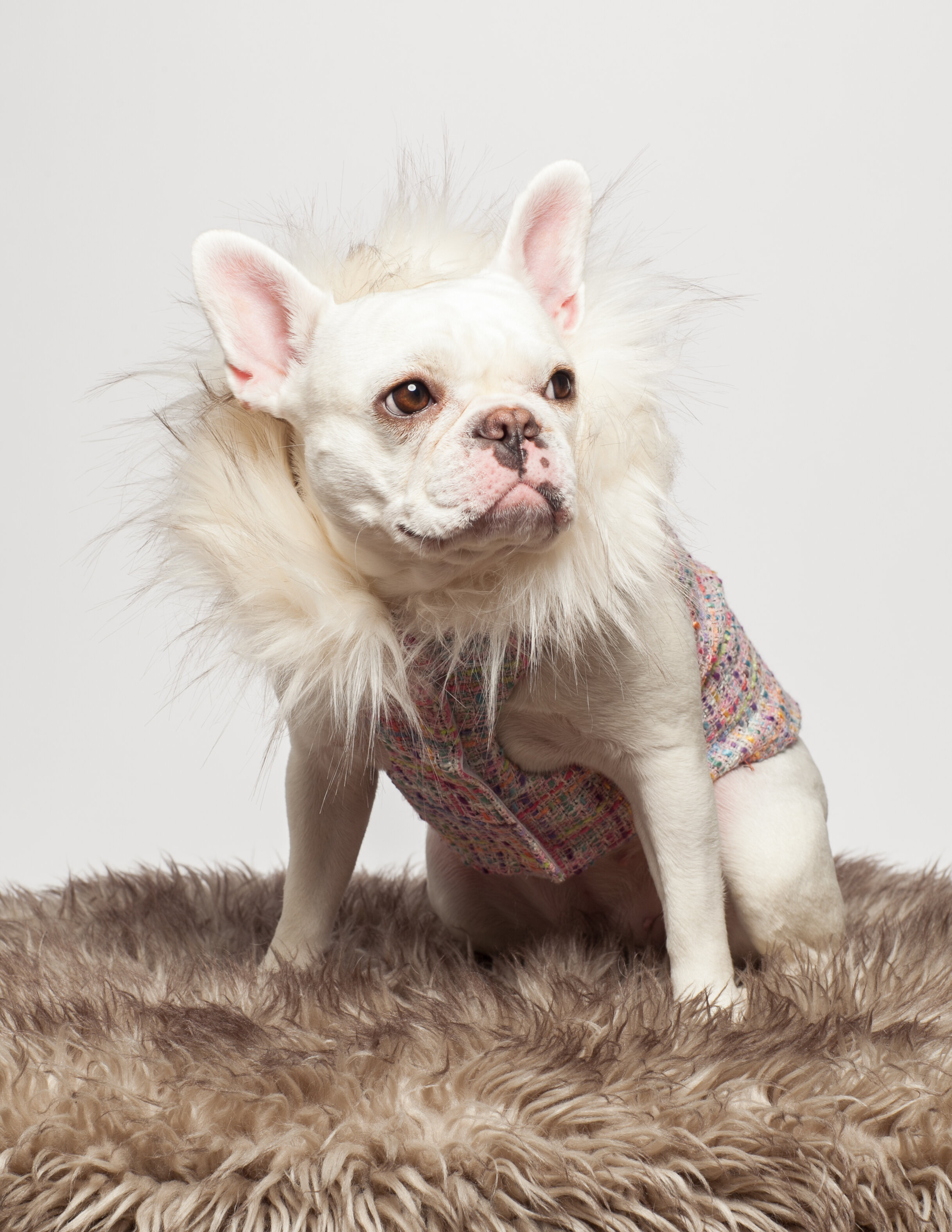 coco jacket 2.jpeg