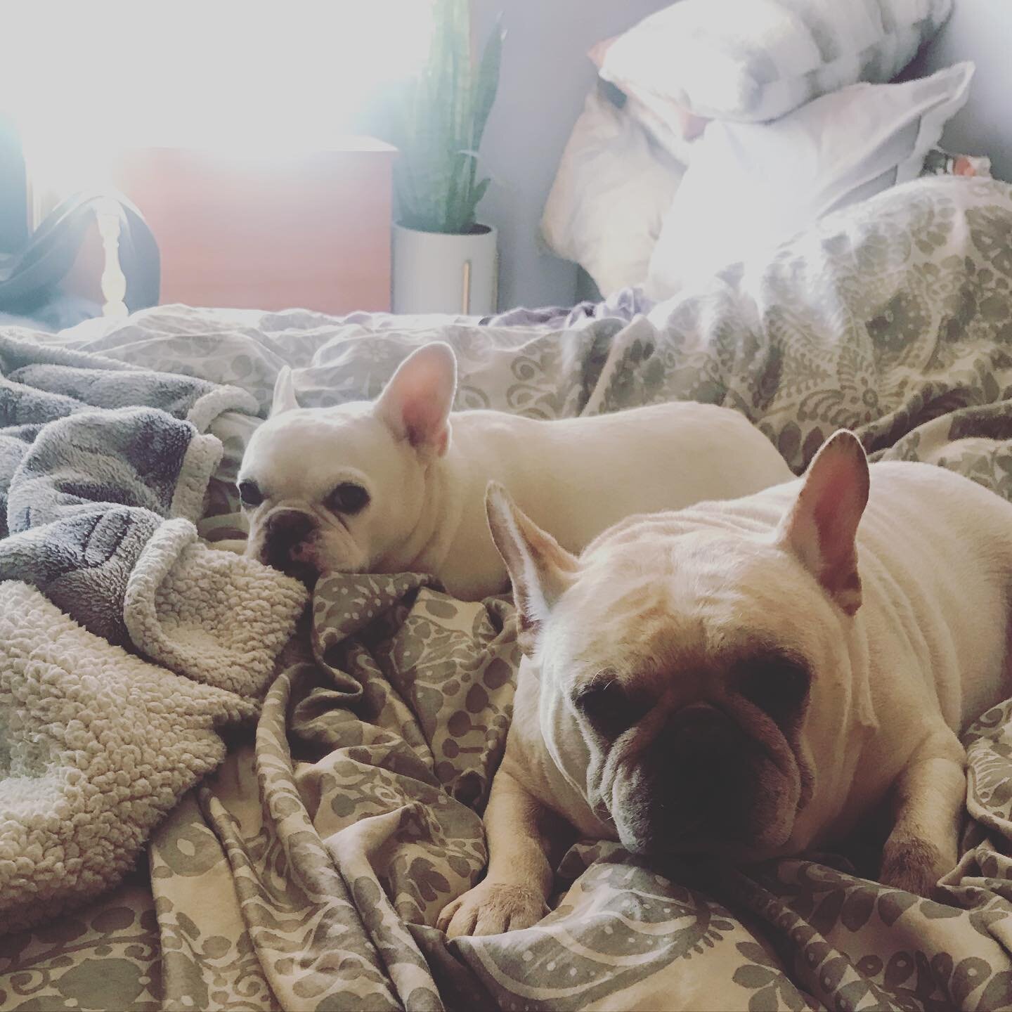 Every had those days where you don&rsquo;t want to get out of bed? I Can&rsquo;t wait to sleep in with mommy tomorrow! 
Saturday is my 😀HAPPY😀 day! How about you??

#sleep #happyday #nap #rest #relax #mommygirl #bedtime #frenchbulldog #frenchiesofi