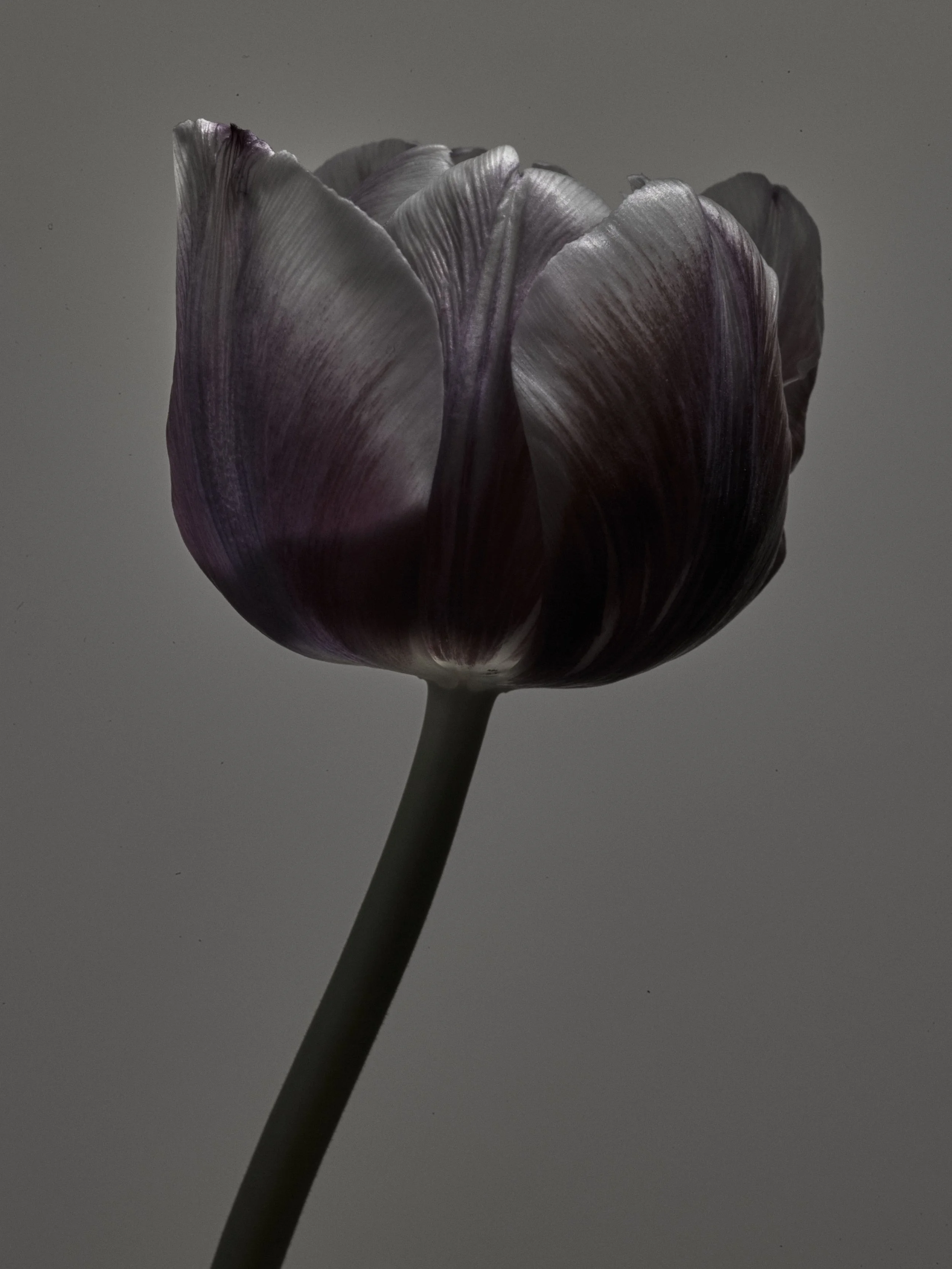 TULPPAANI_PENN_310120236882 1.jpg