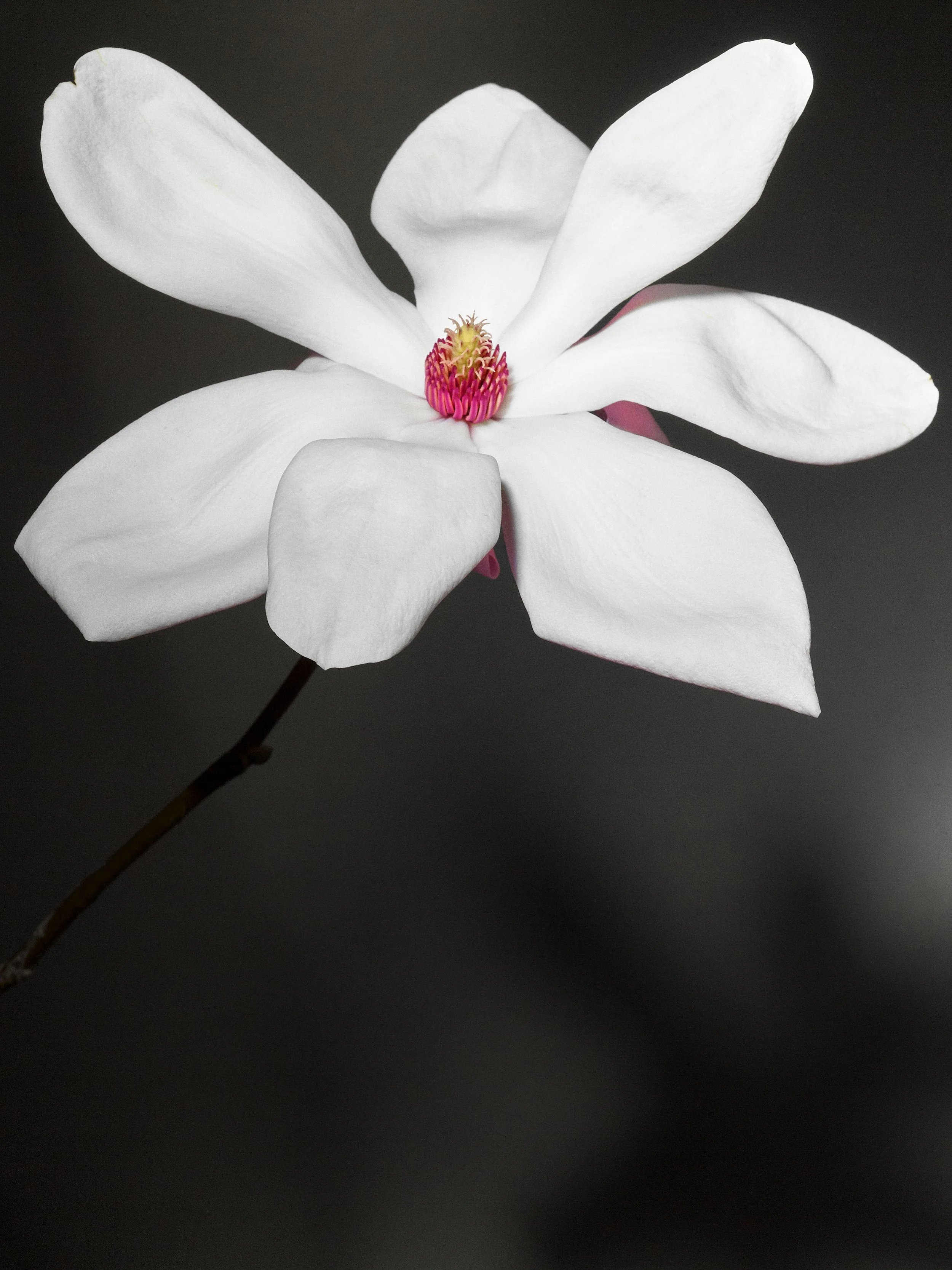 MAGNOLIA_100220269132.jpg
