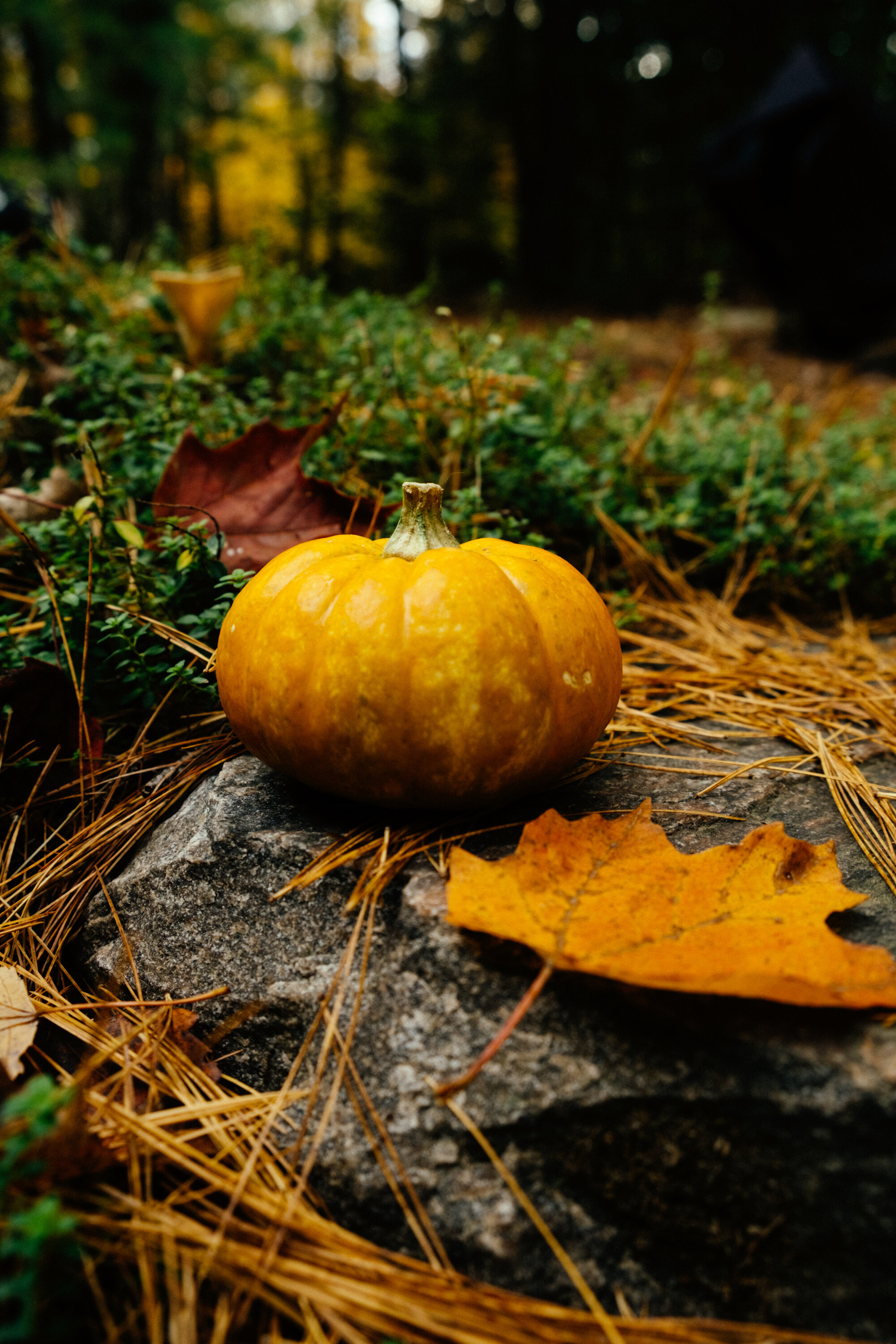 Fall-1.jpg