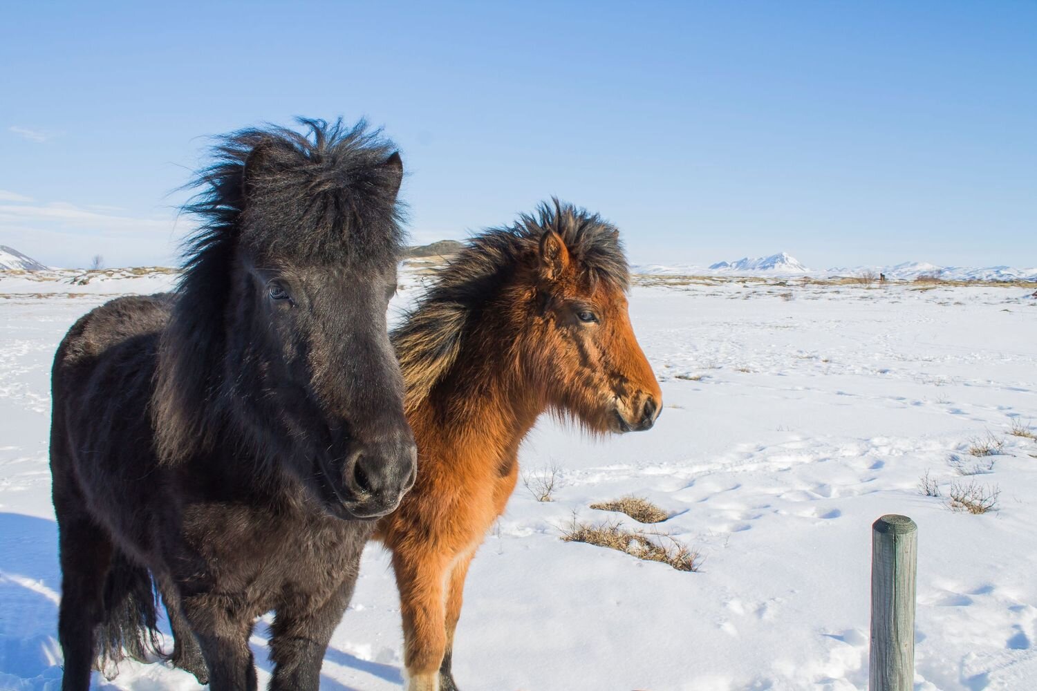 icelandichorses.jpg