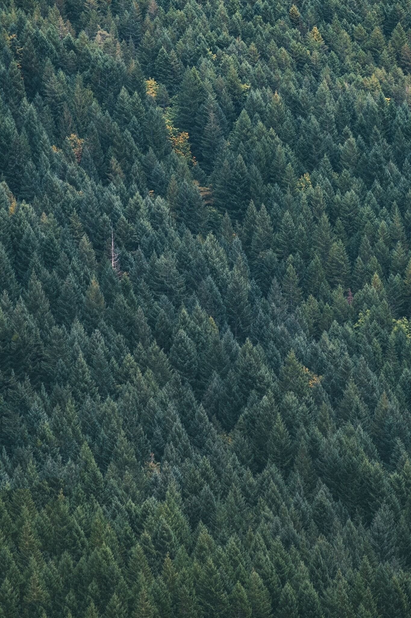 treees.jpg