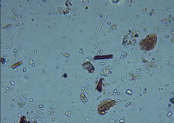 Provide Journey with Molly Haviland