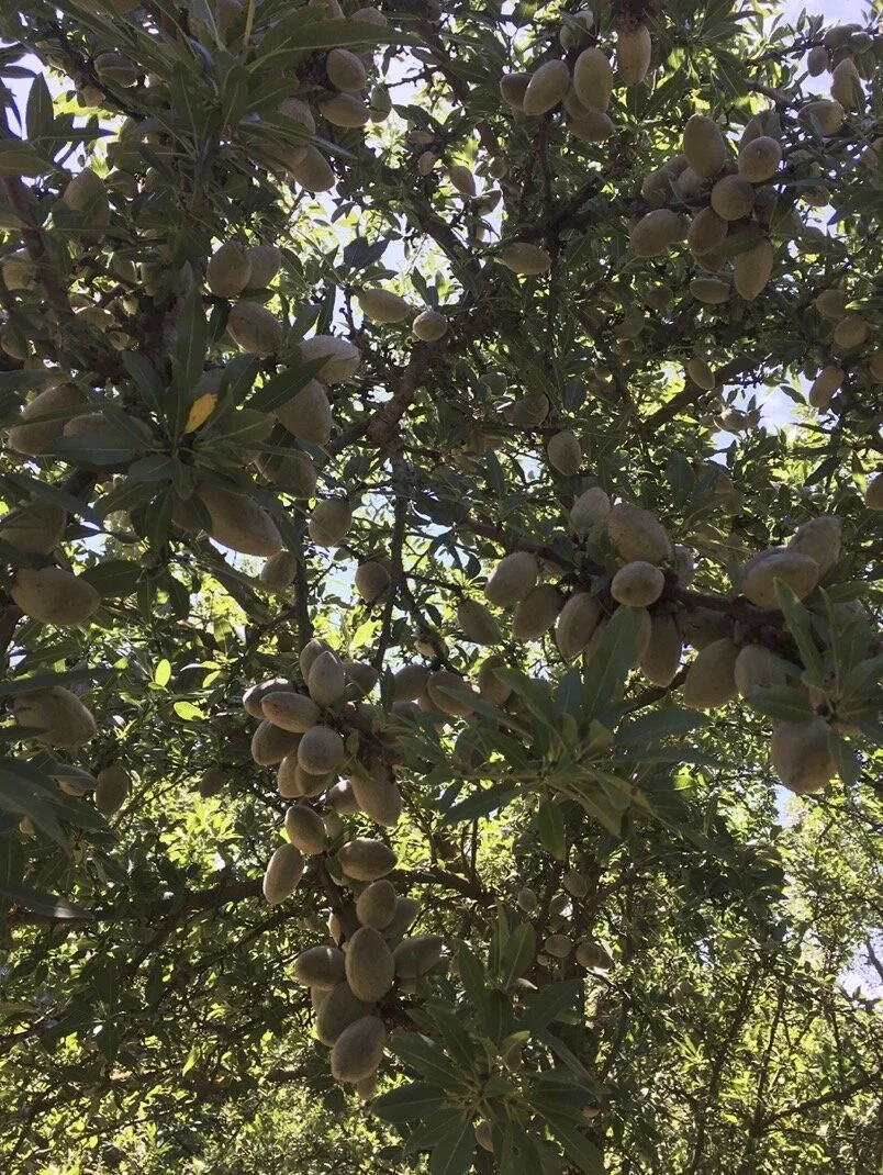 Regenerative Crop Consulting