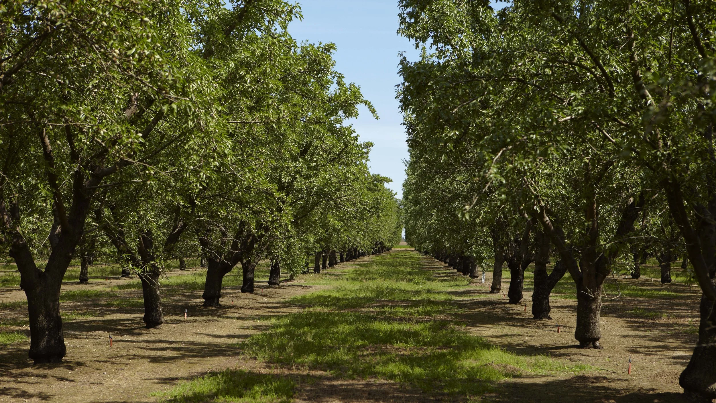 Almond Series #3