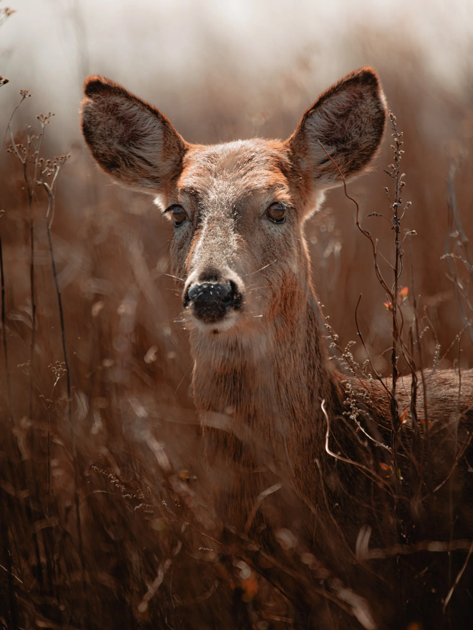 white tailed deer.jpg