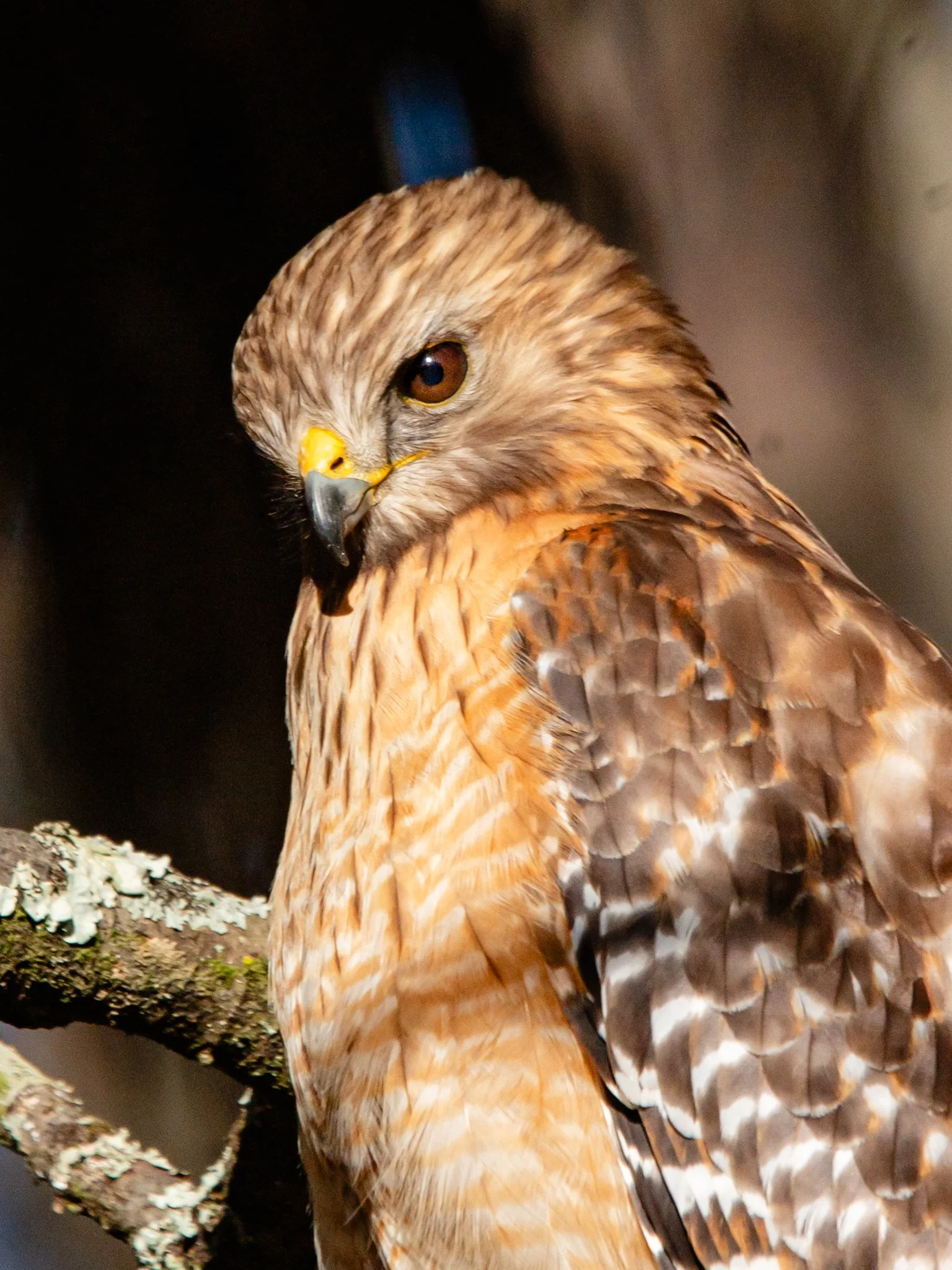 greenfield park - red-tailed hawk.jpg