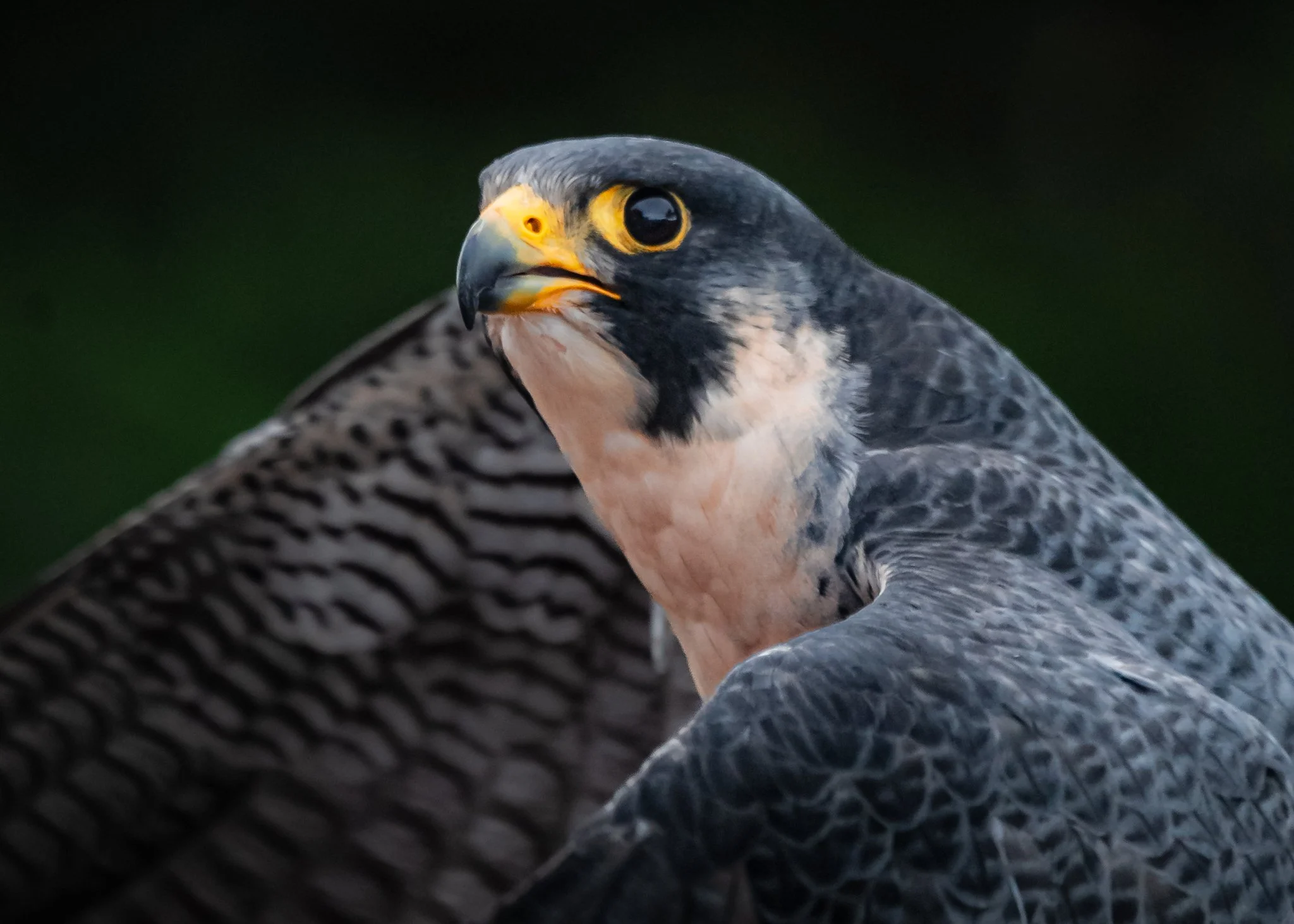 peregrine falcon.jpg