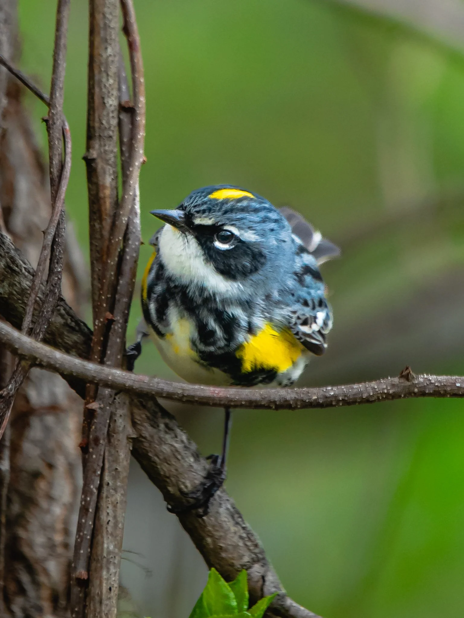 yellow rumped warbler.jpg