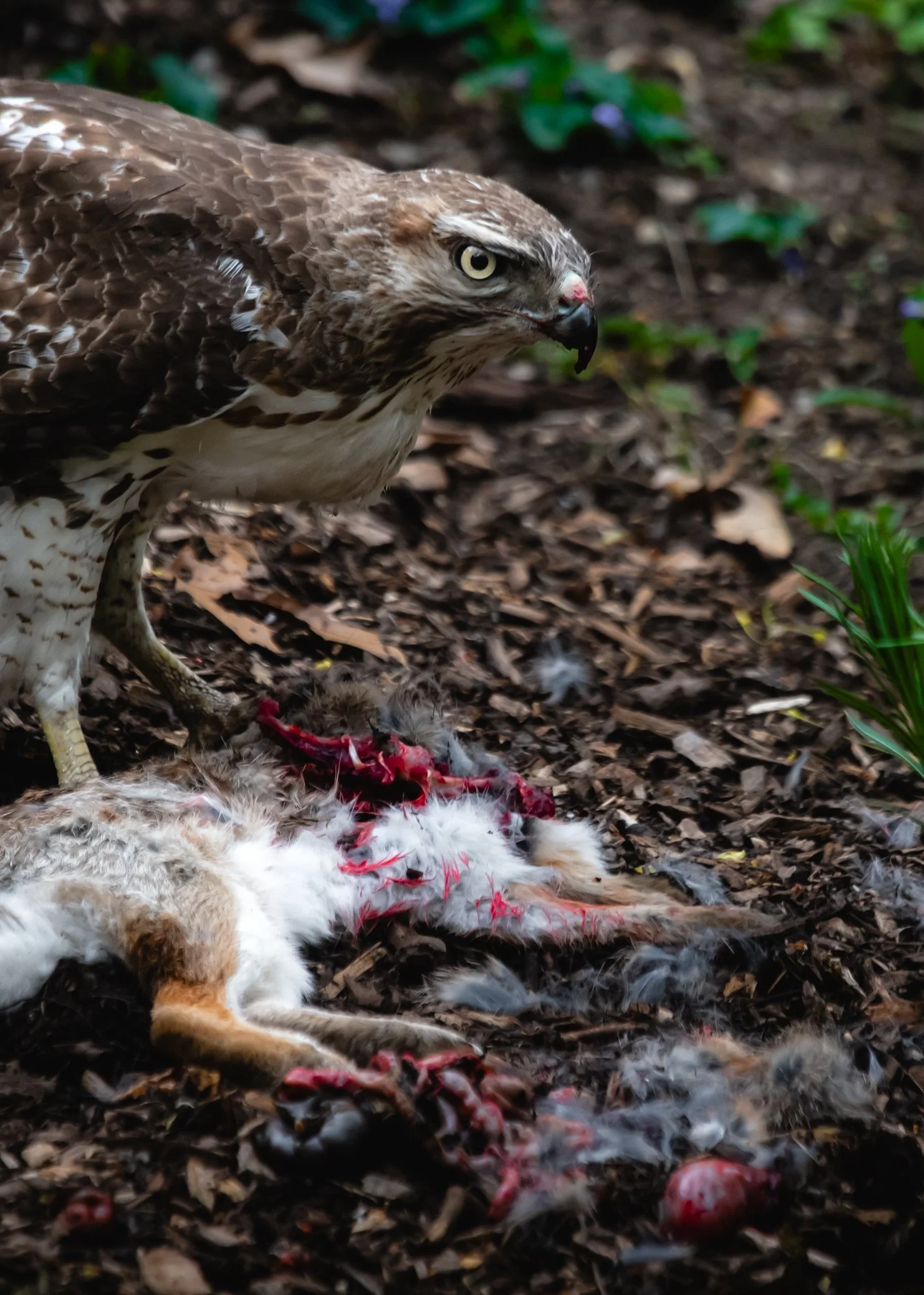 red-tailed hawk-3.jpg