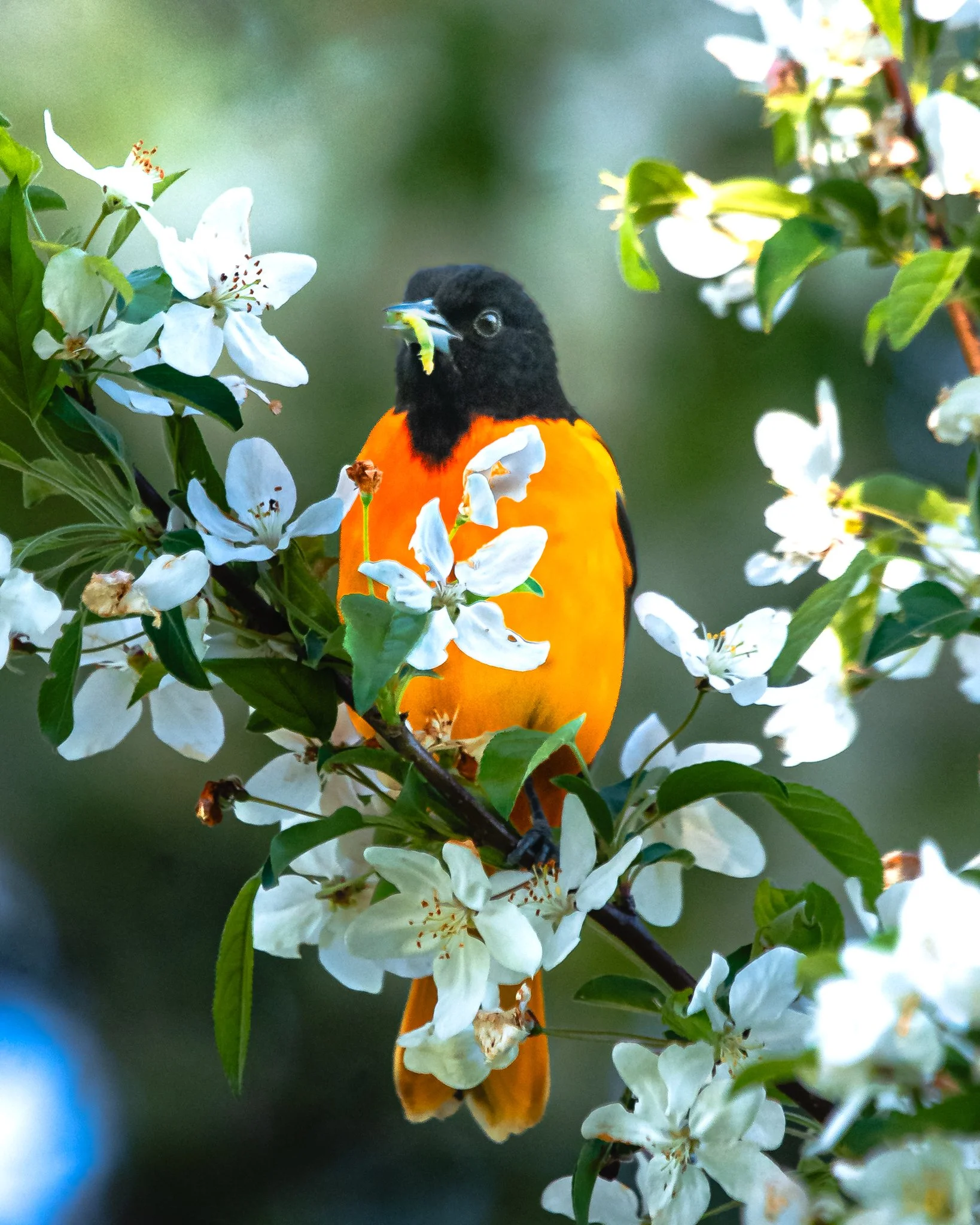 baltimore oriole-2.jpg