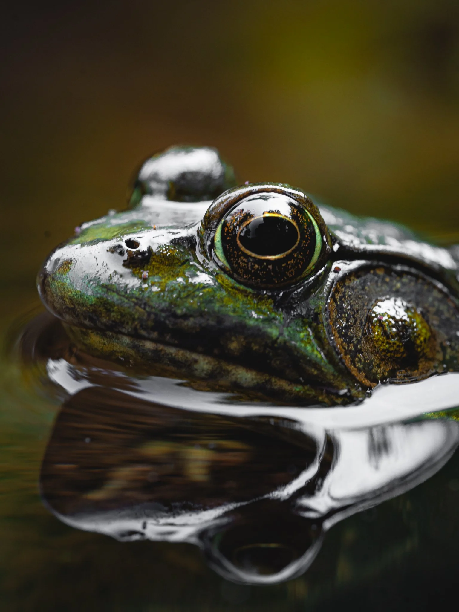 bullfrog-2.jpg