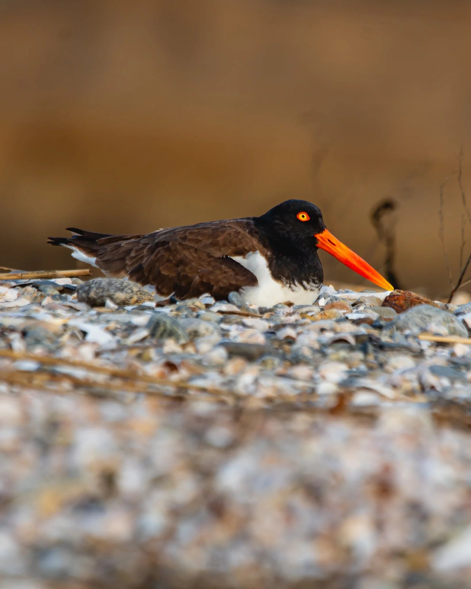 american oyster catcher.jpg