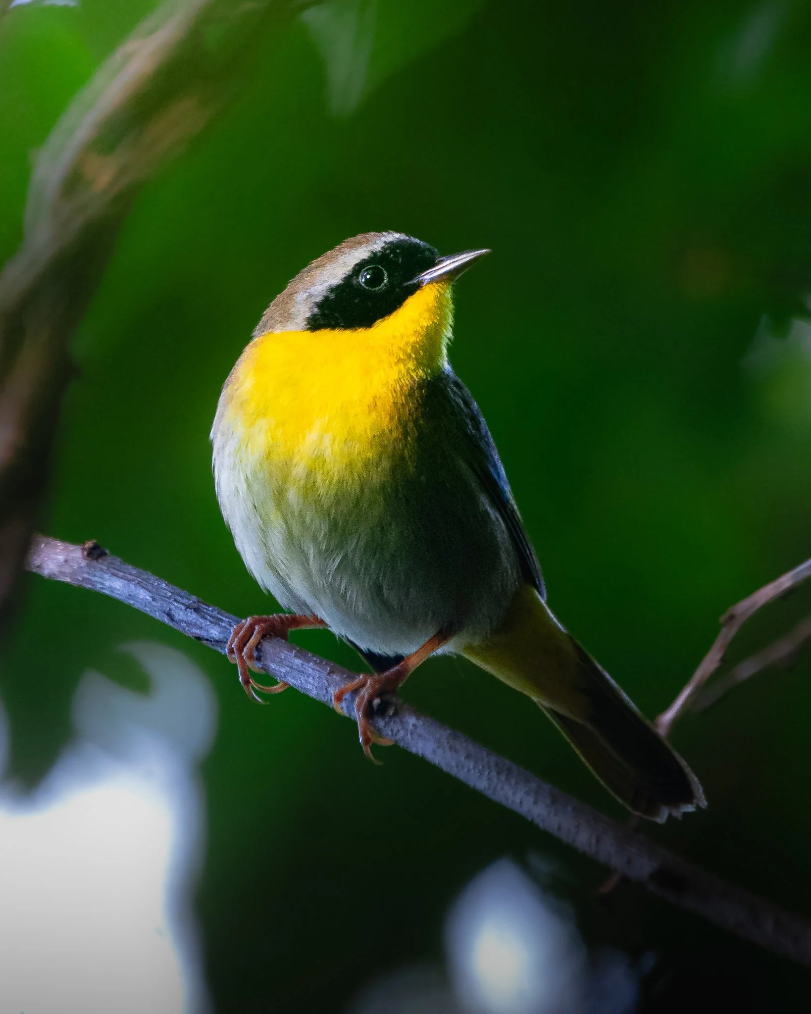 common yellowthroat.jpg