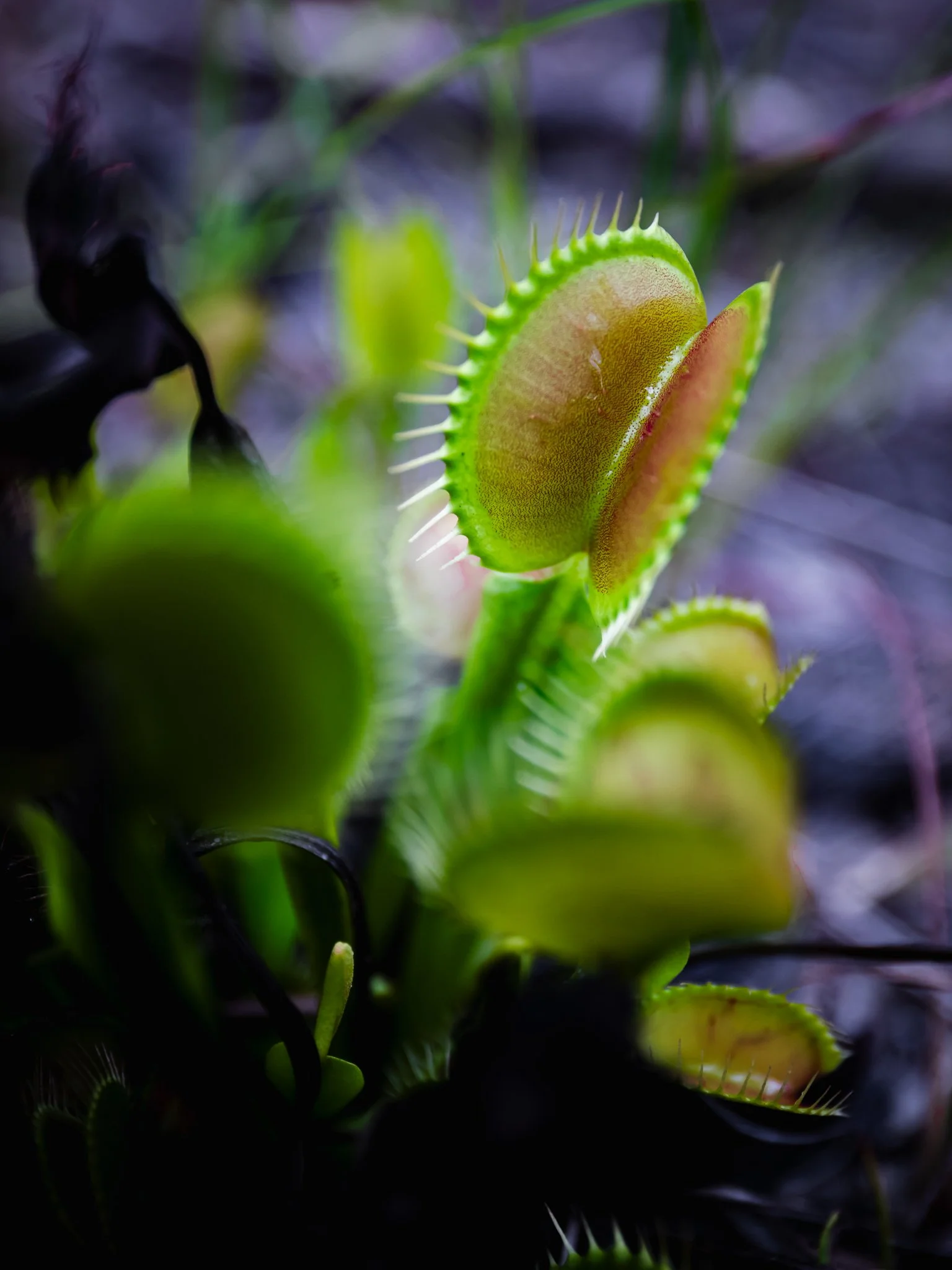 stanley rehder canivorous plant garden.jpg
