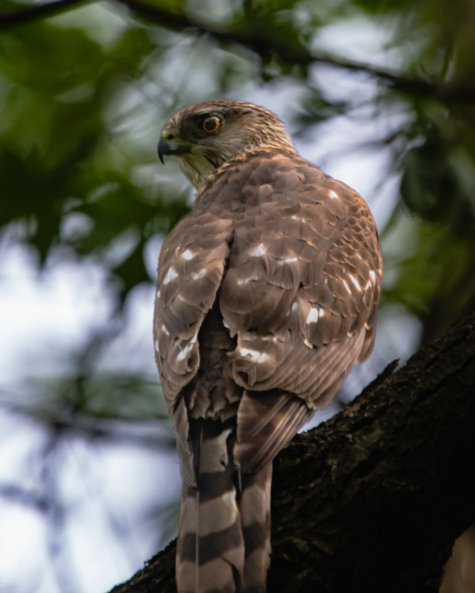 cooper's hawk.jpg