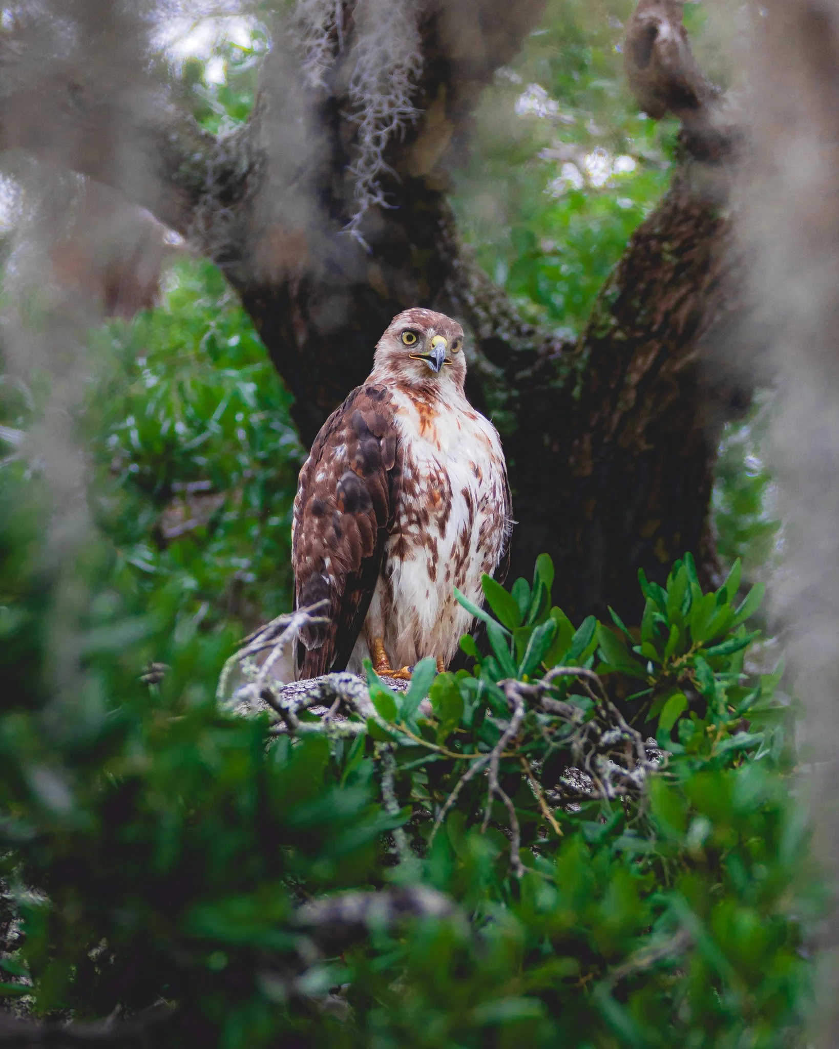 airlie garden red-tailed hawk.jpg
