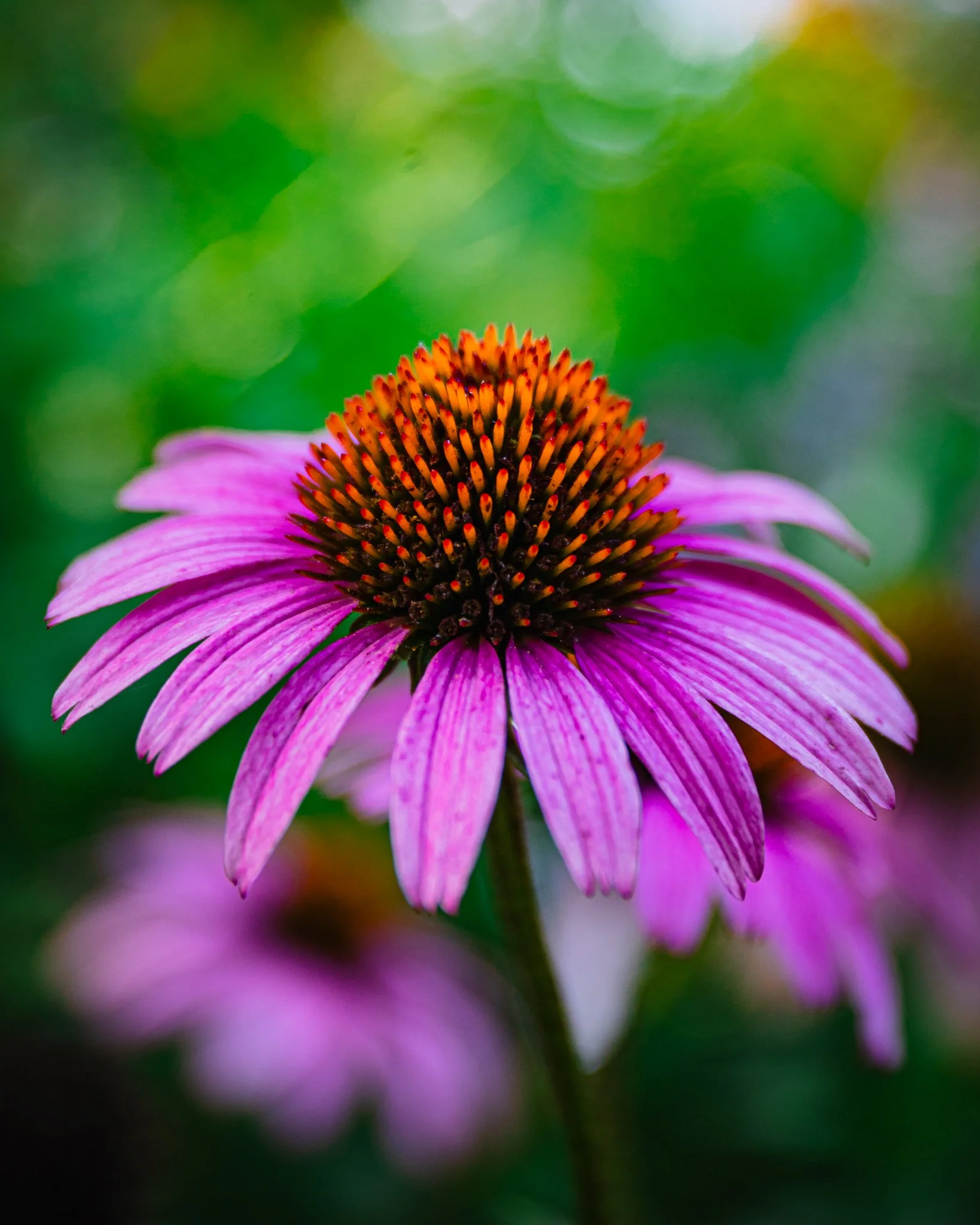 new hanover county arboretum-3.jpg