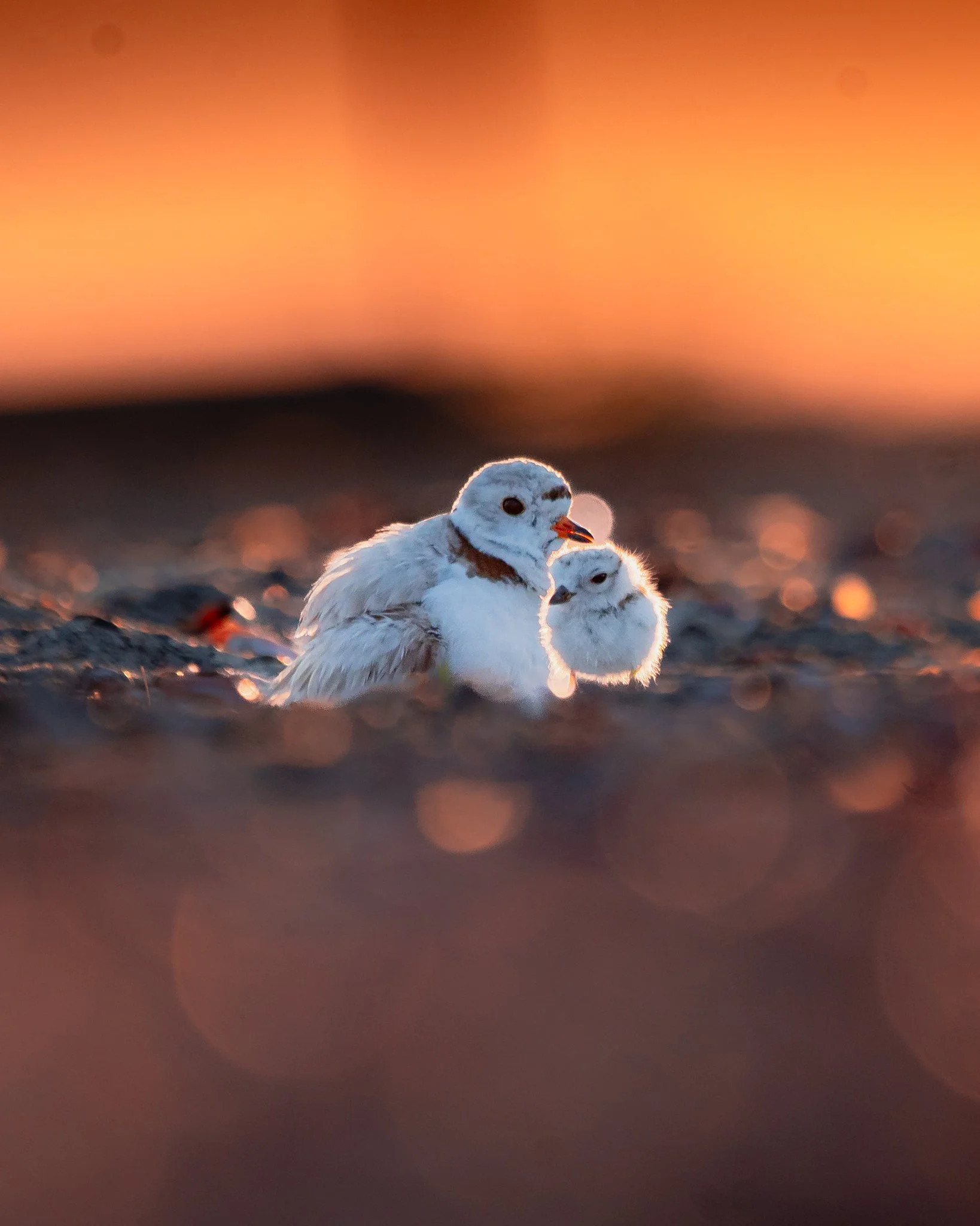piping plover-6.jpg