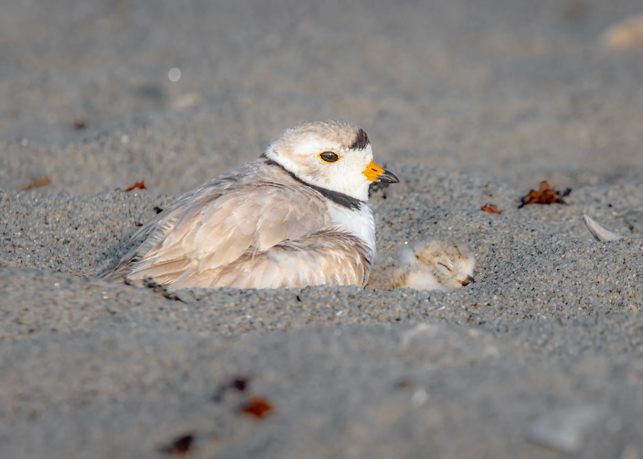 piping plover-5.jpg