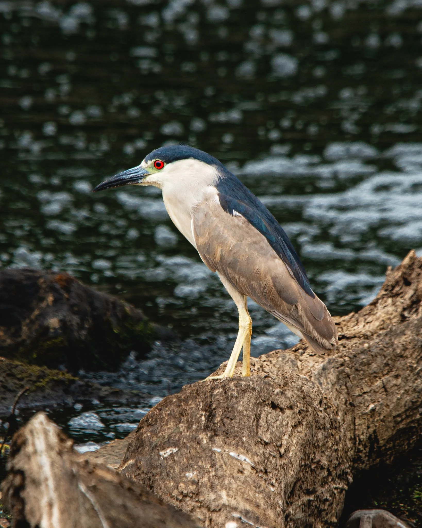 black crowned night heron.jpg