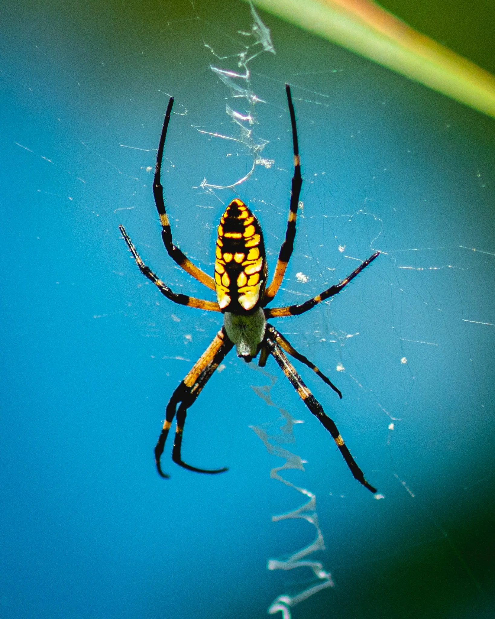 new hanover county arboretum-4.jpg