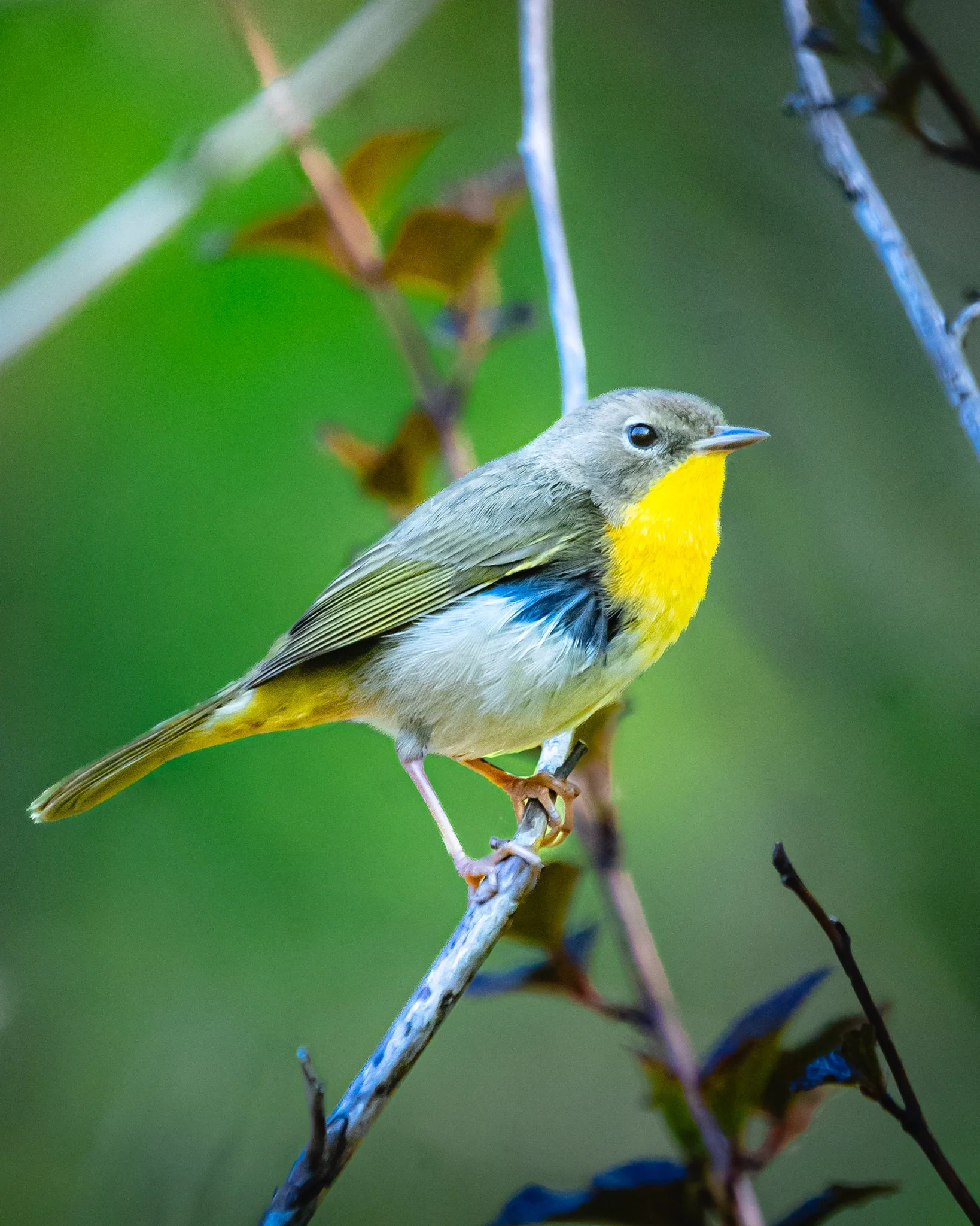 american redstart.jpg