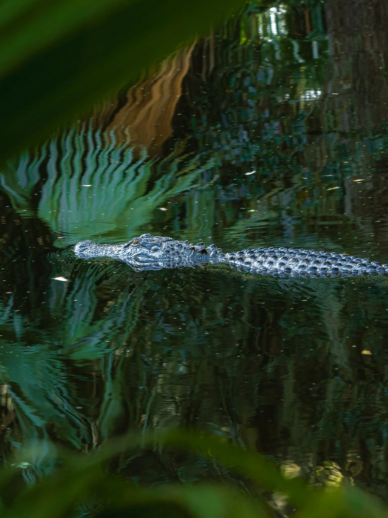 american alligator.jpg