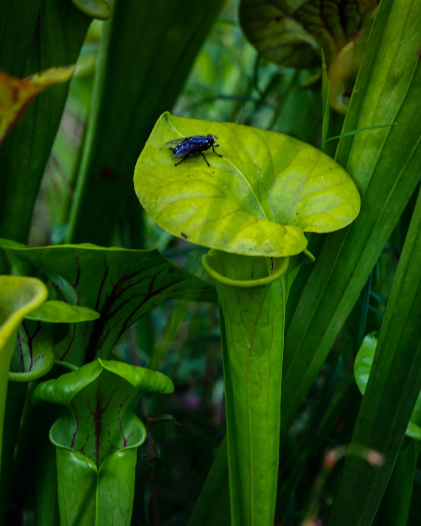 stanley rehder canivorous plant garden-3.jpg