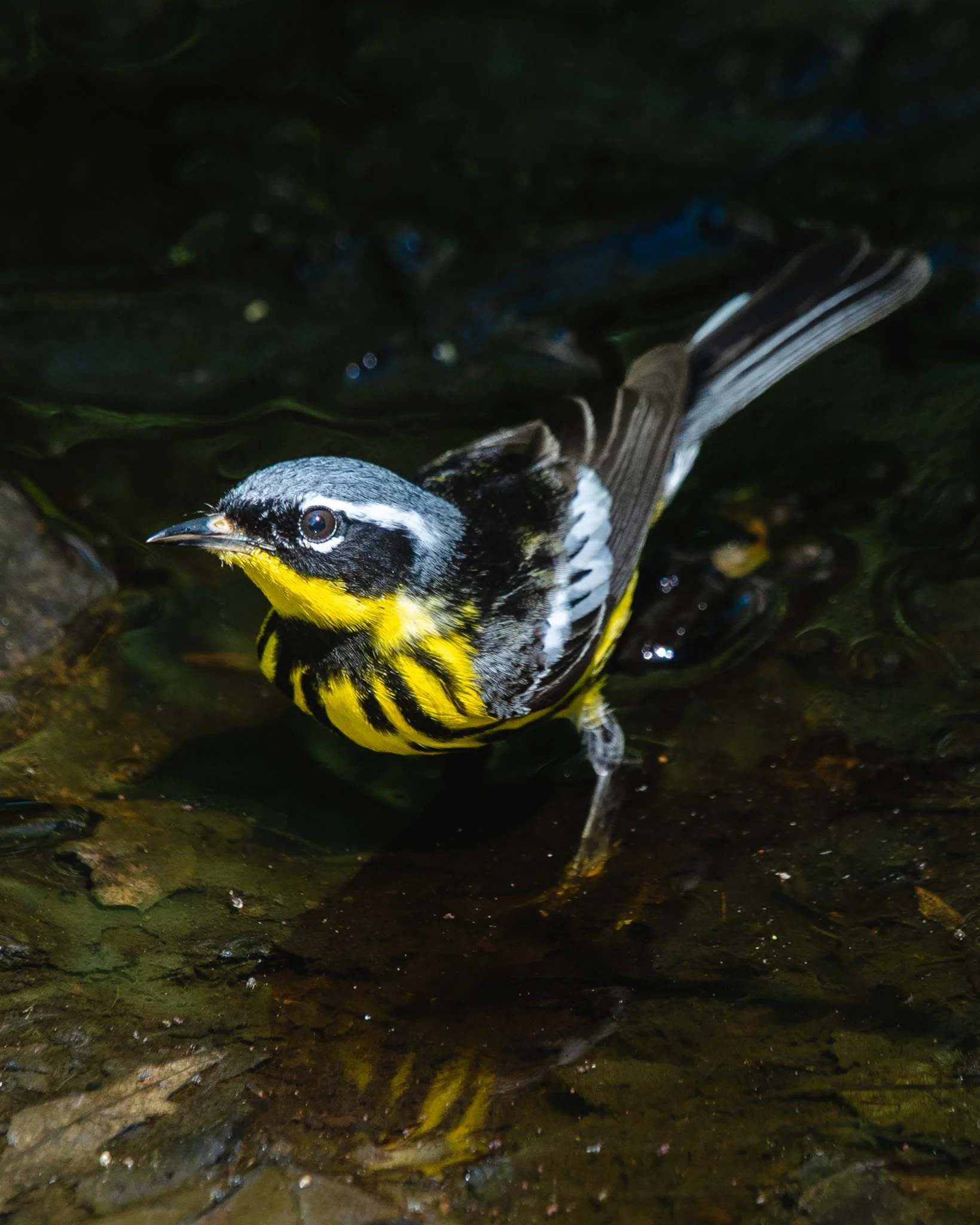 magnolia warbler.jpg